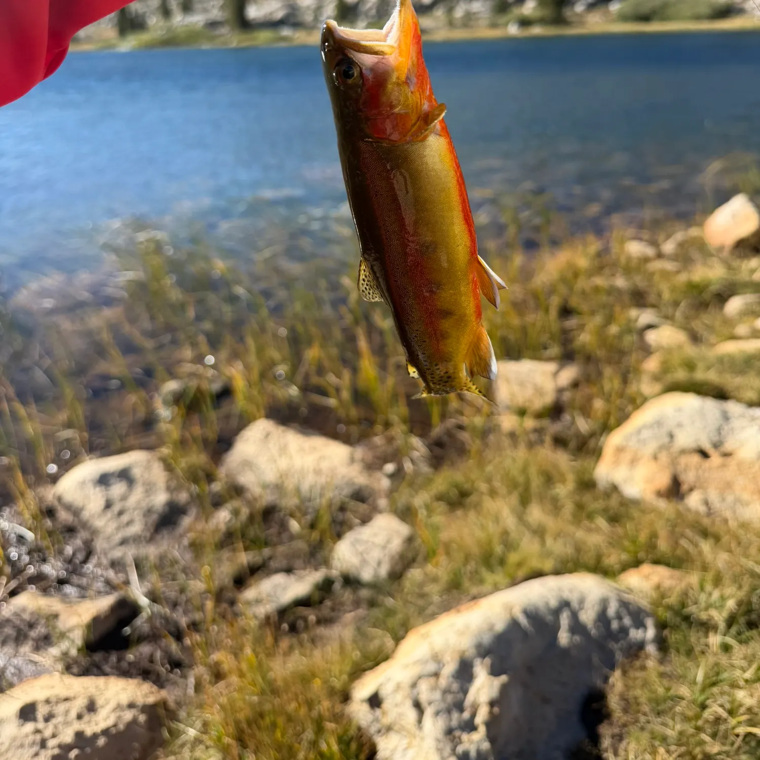Golden trout caught on Fishbrain
