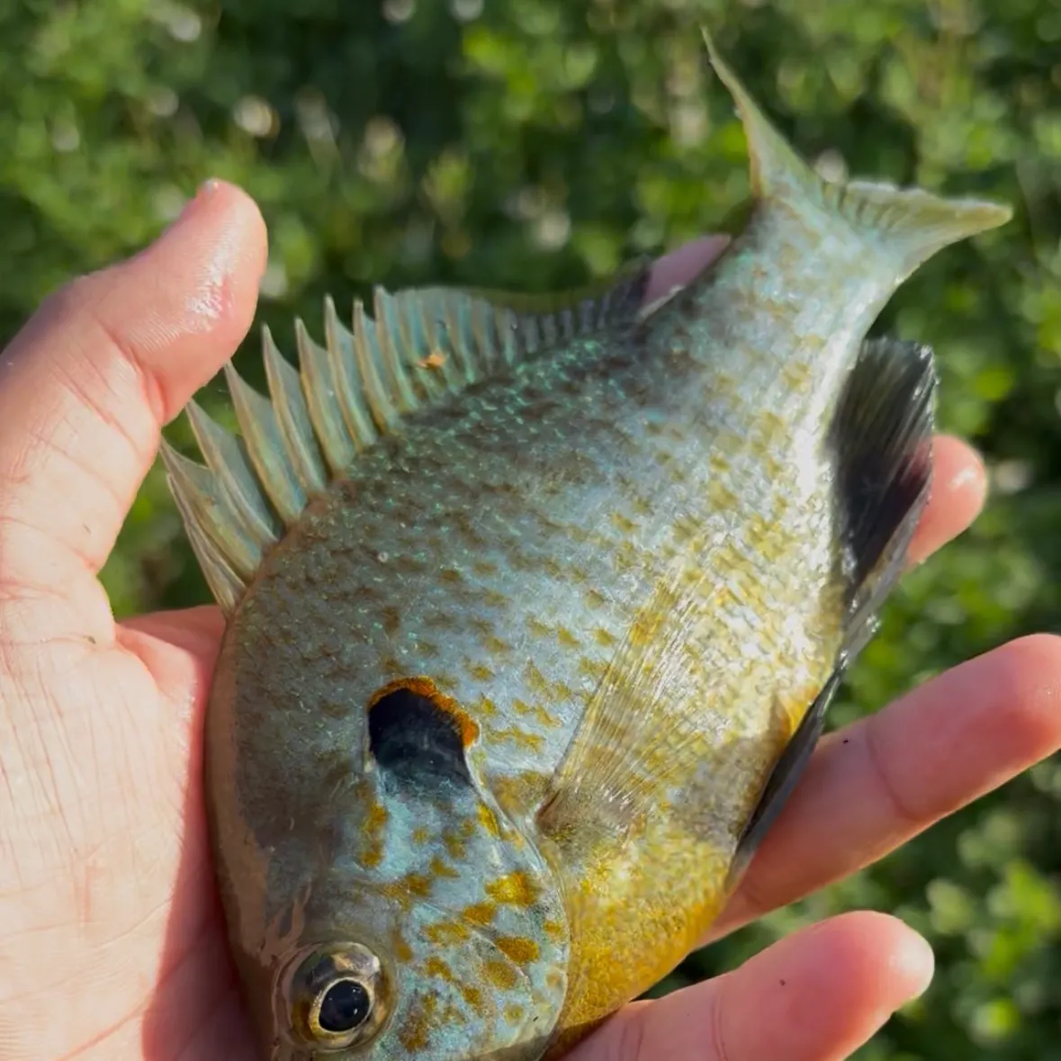 The most recent Northern sunfish catches on Fishbrain