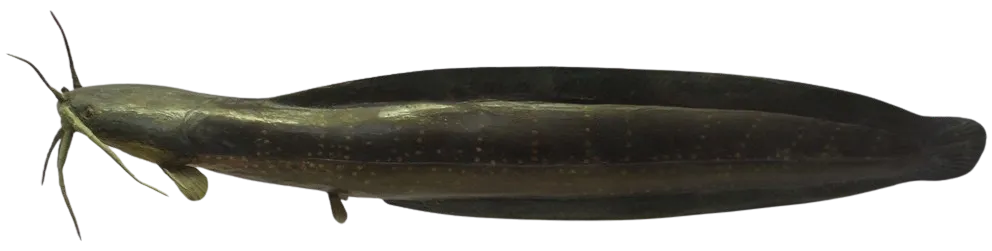 Walking catfish