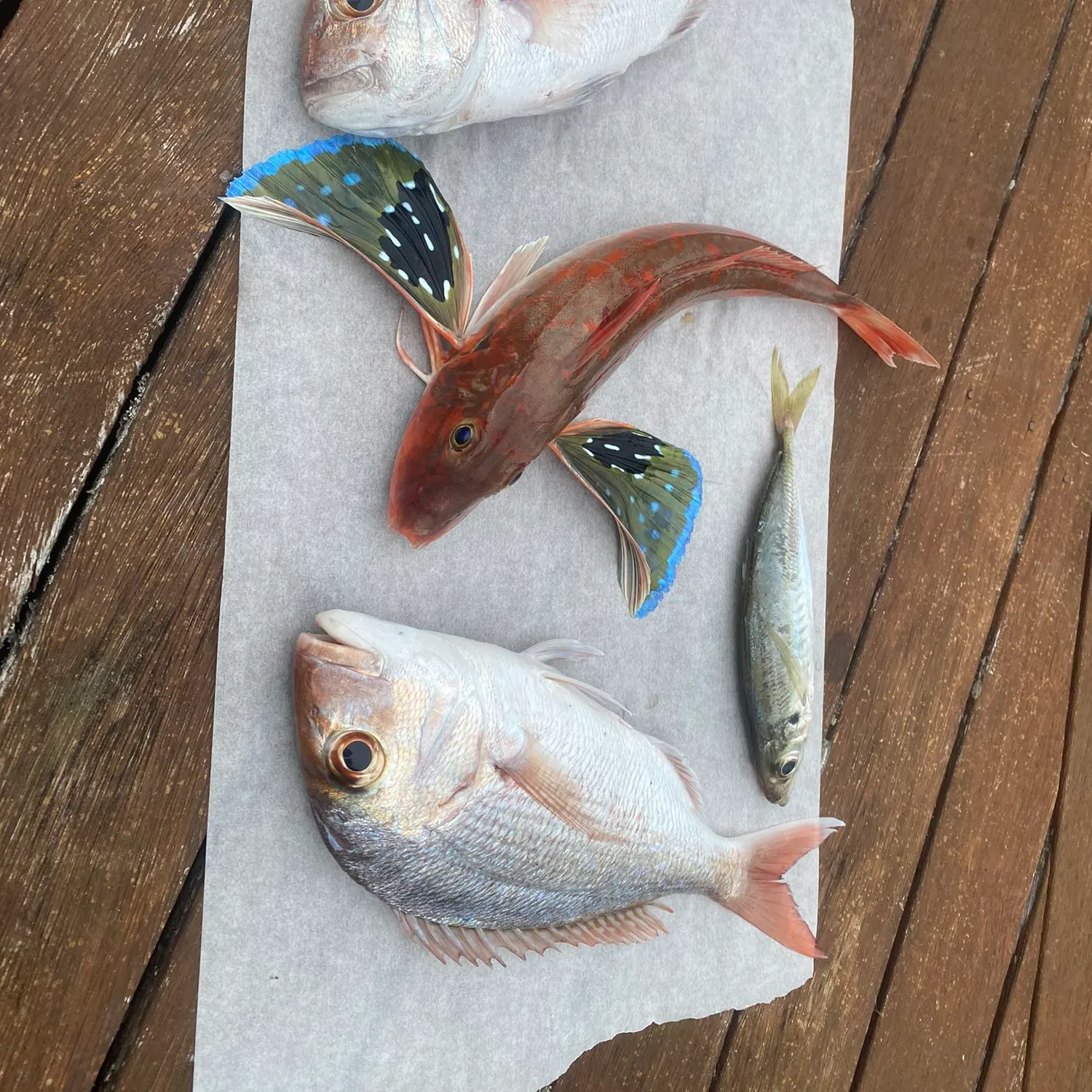 recently logged catches