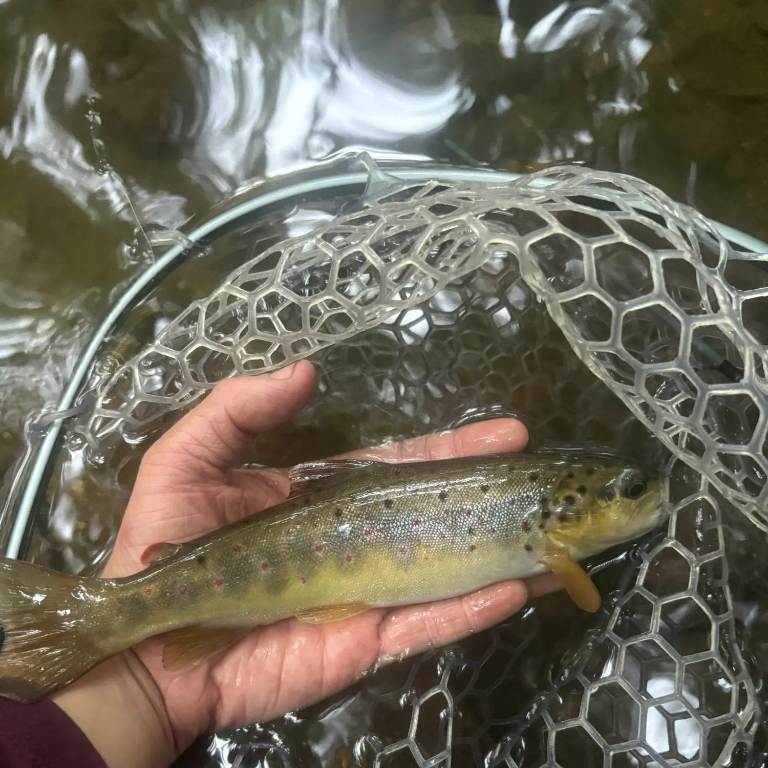 Brown trout caught on Fishbrain