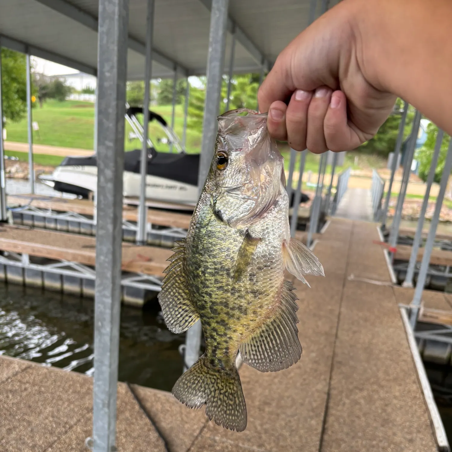 Black crappie caught on Fishbrain