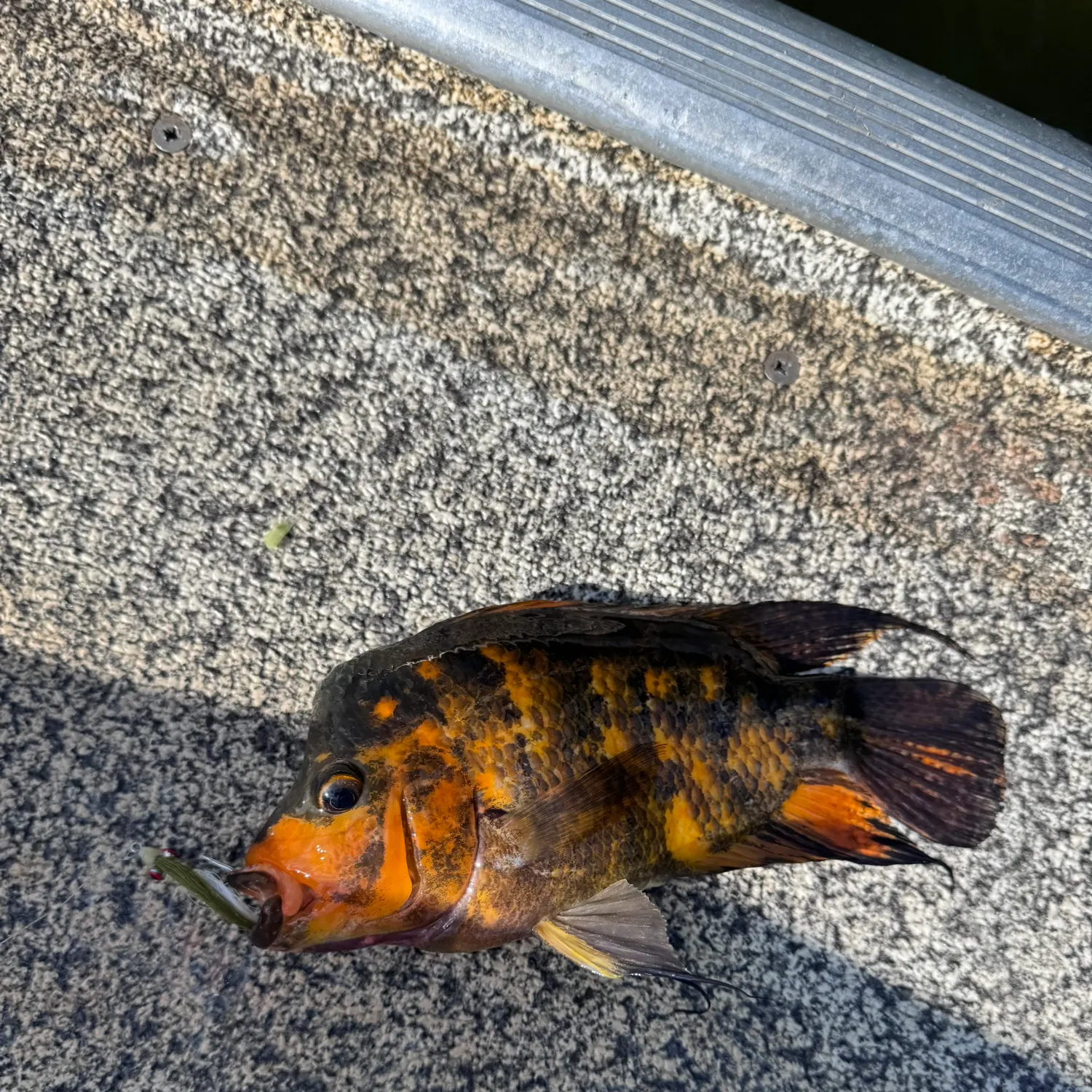 Red devil cichlid caught on Fishbrain