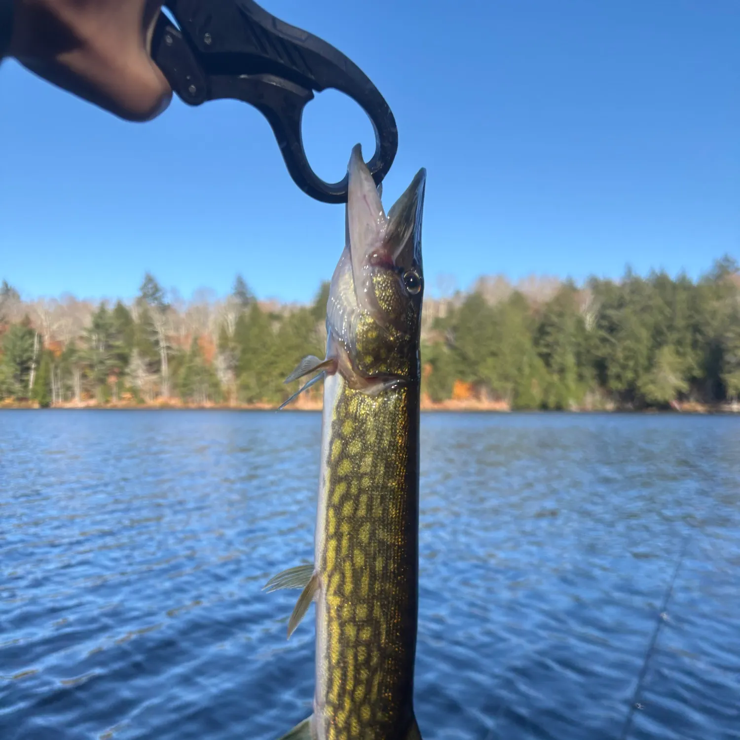 Chain pickerel caught on Fishbrain
