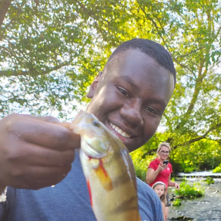 European perch caught on Fishbrain