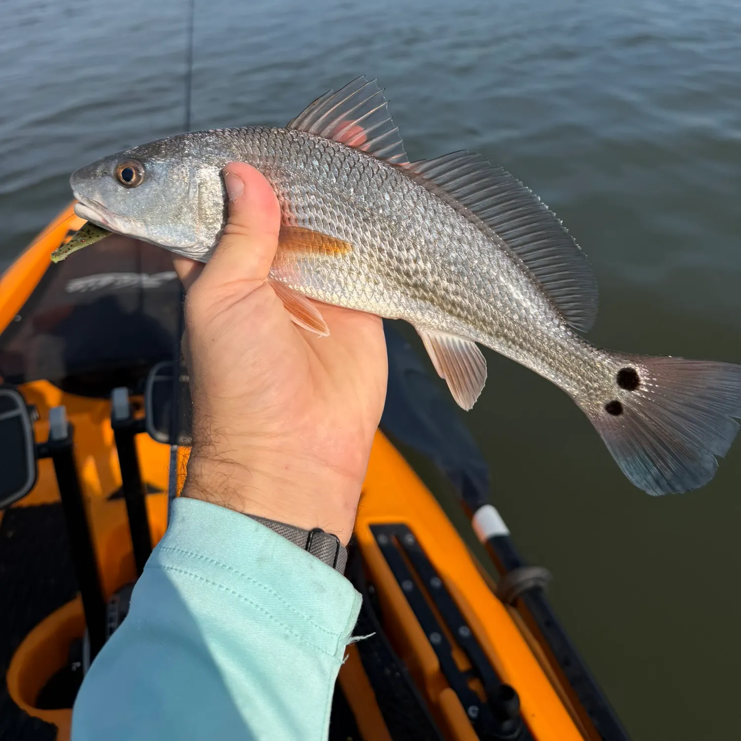 Red drum caught on Fishbrain