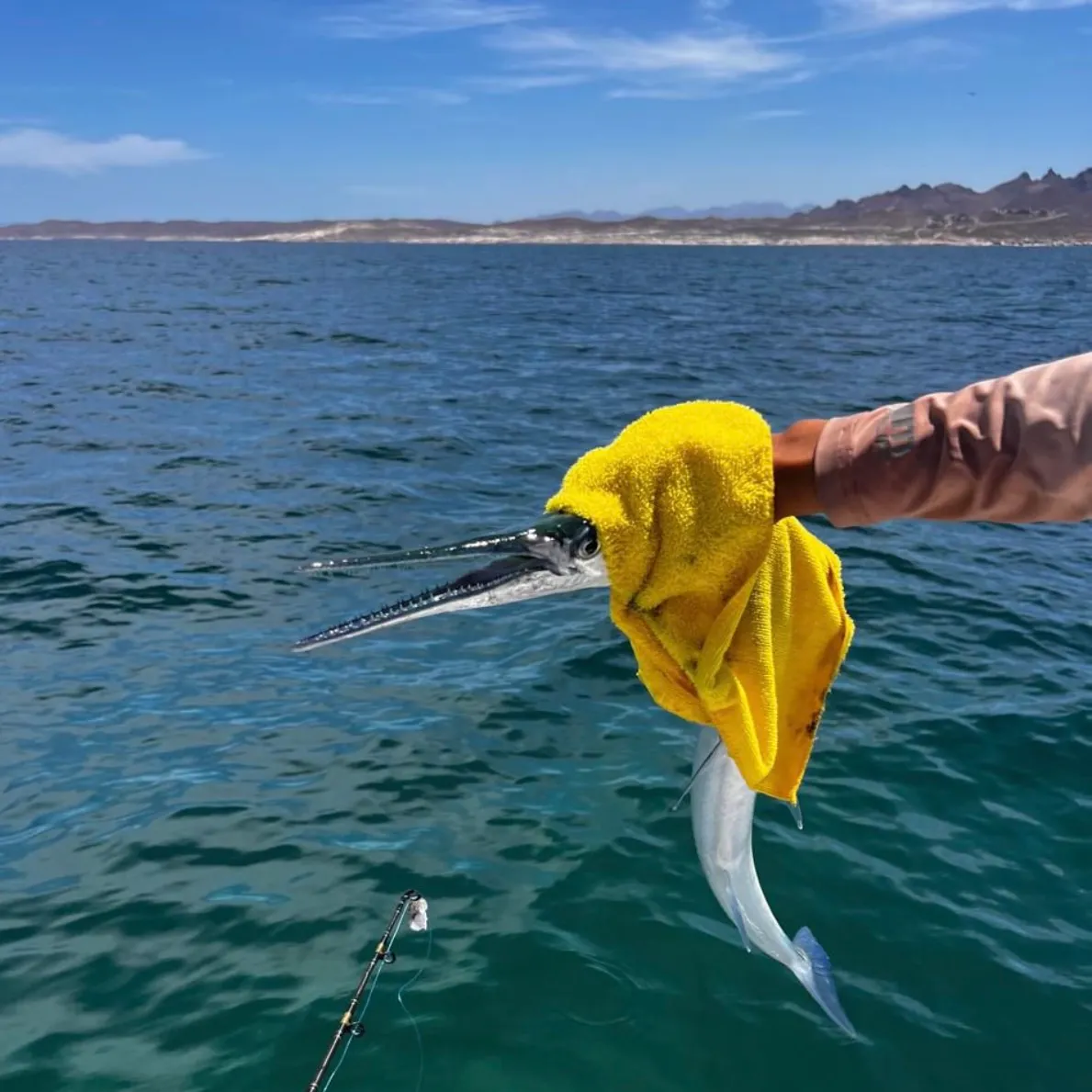 Flat needlefish caught on Fishbrain