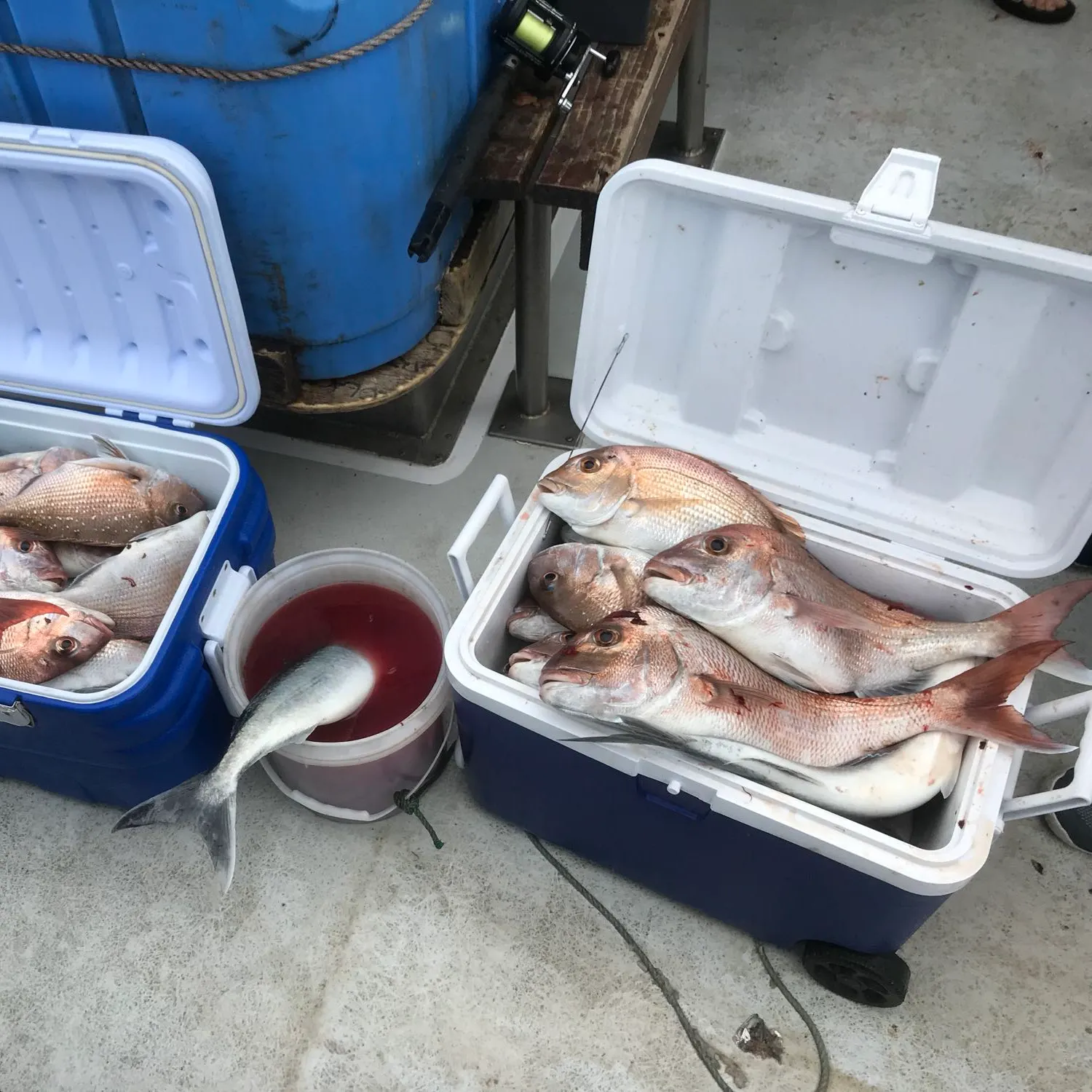 recently logged catches