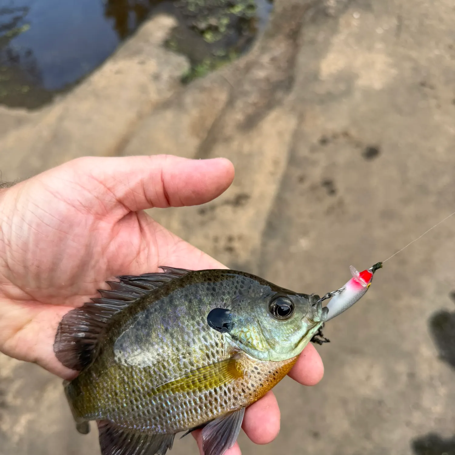 Bluegill caught on Fishbrain