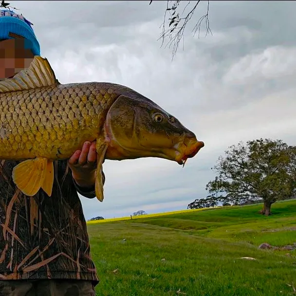 Common carp caught on Fishbrain
