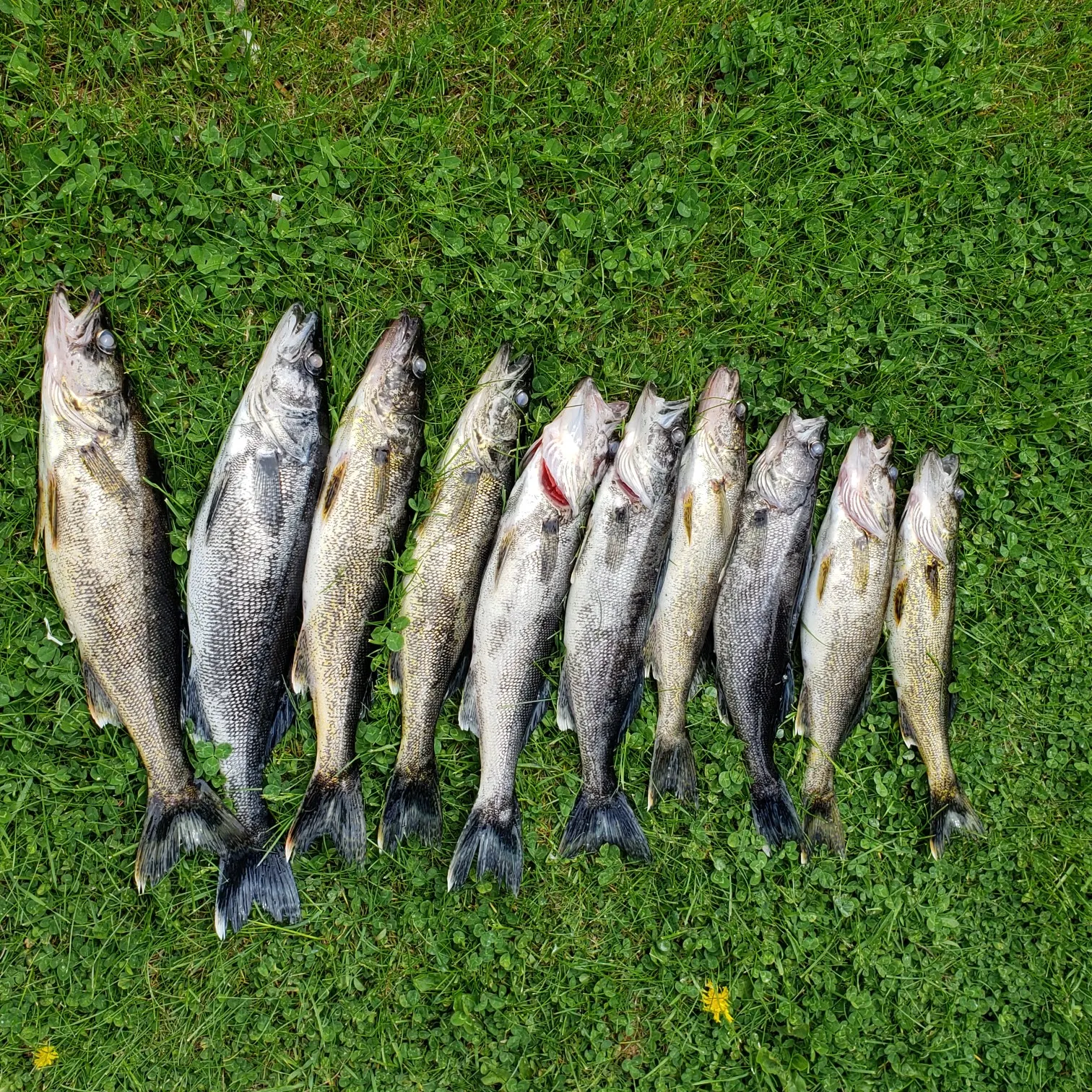 recently logged catches