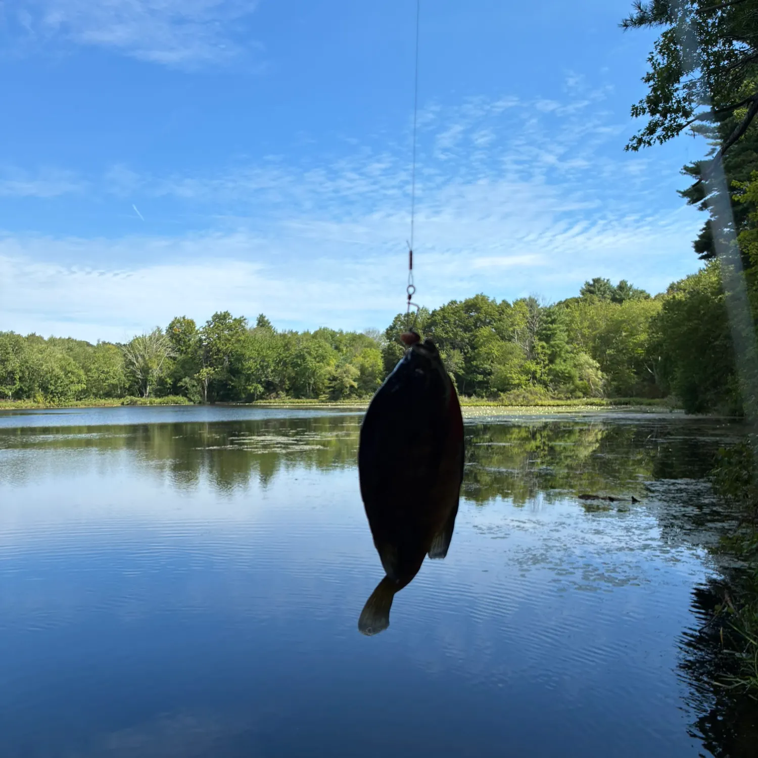 Bluegill caught on Fishbrain