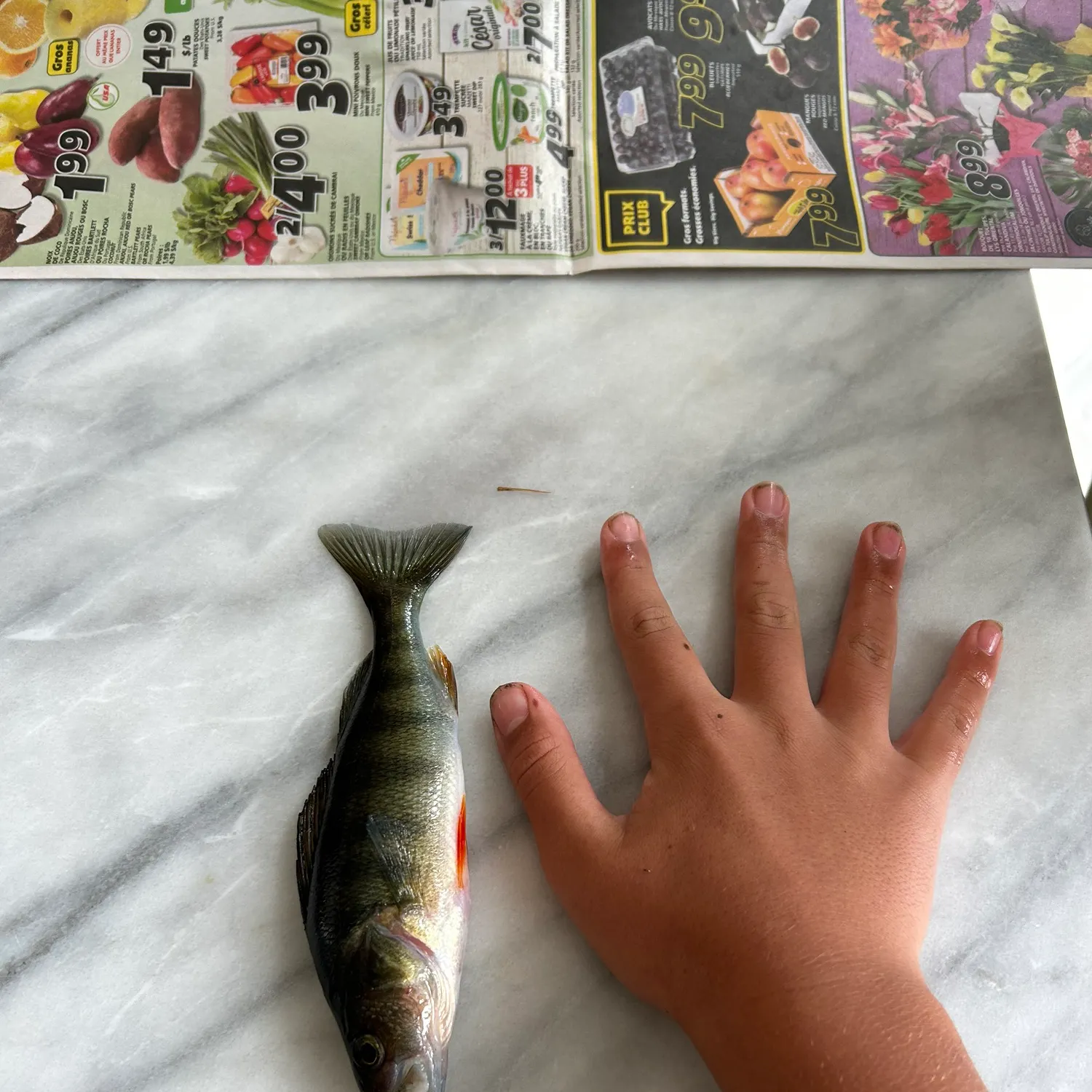 recently logged catches