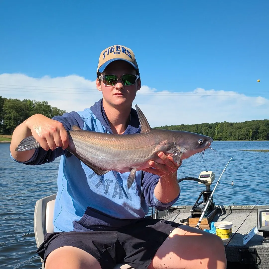 Blue catfish caught on Fishbrain