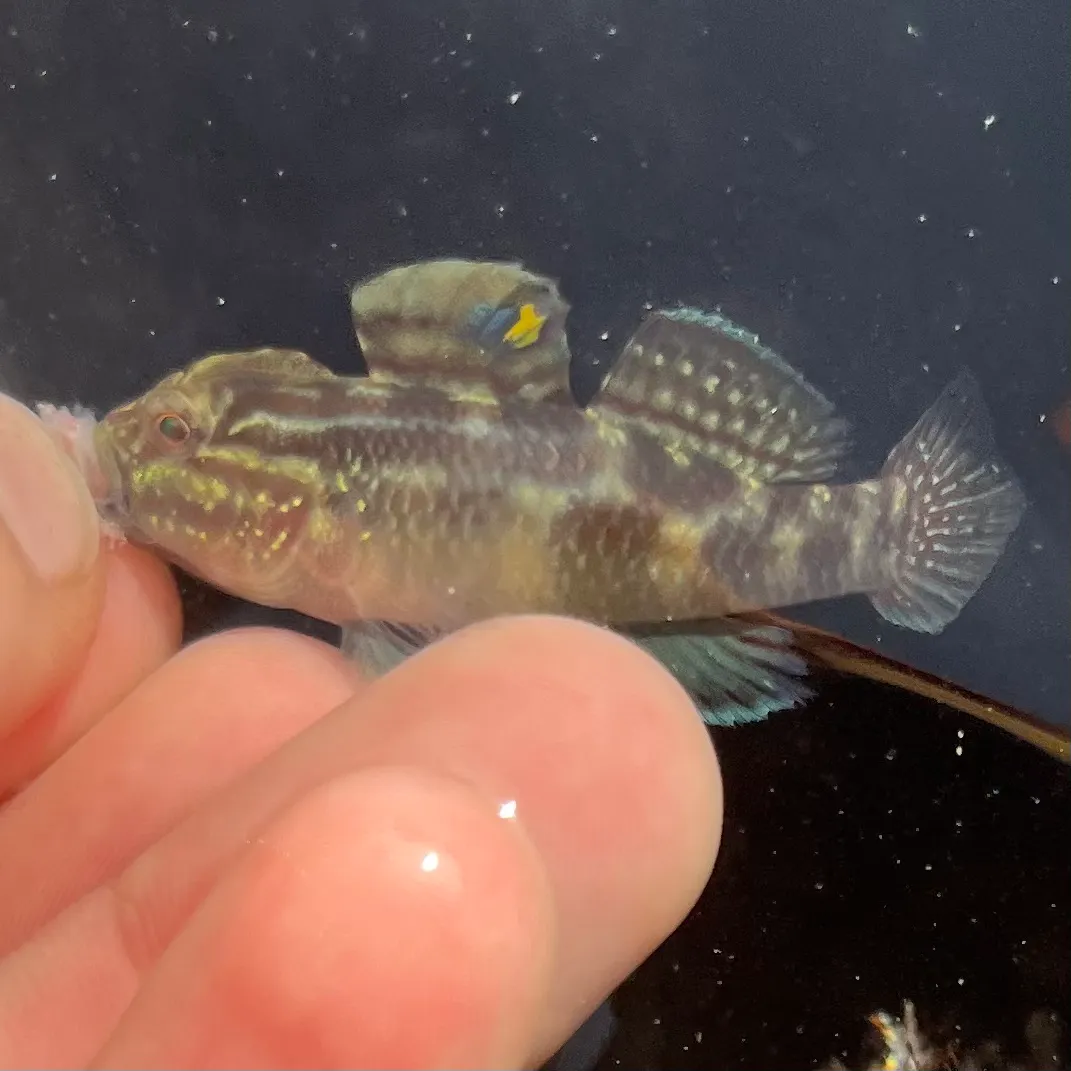The most recent Crested goby catches on Fishbrain