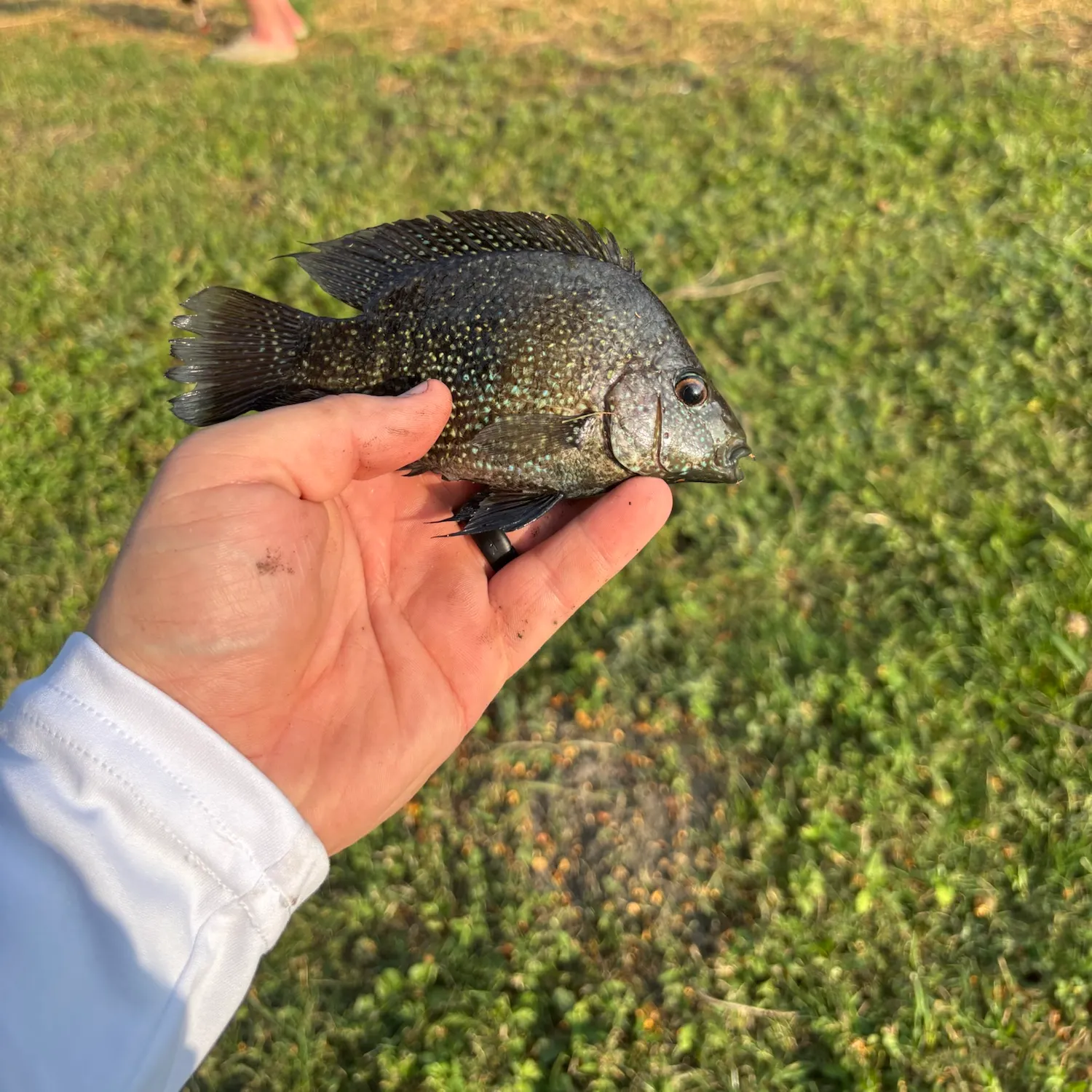 The most recent Rio Grande cichlid catches on Fishbrain