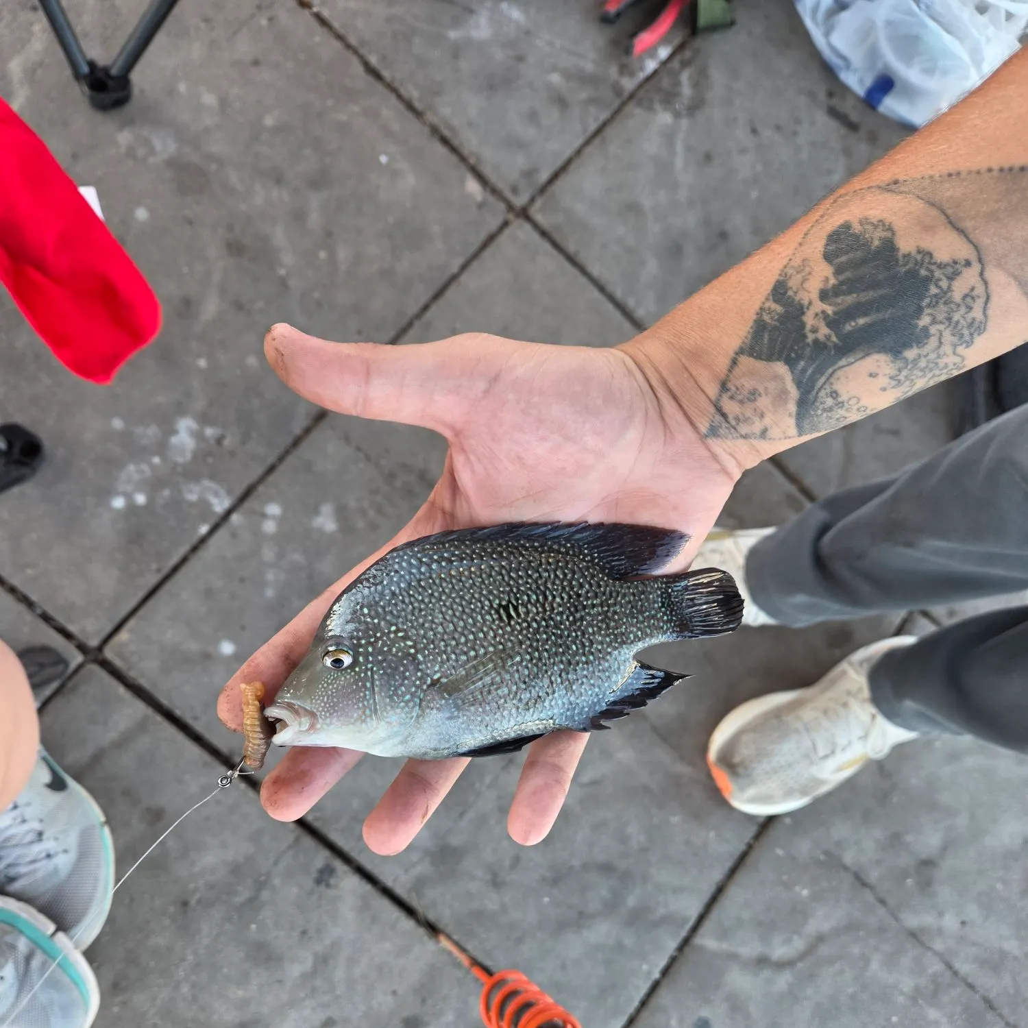 Rio Grande cichlid caught on Fishbrain