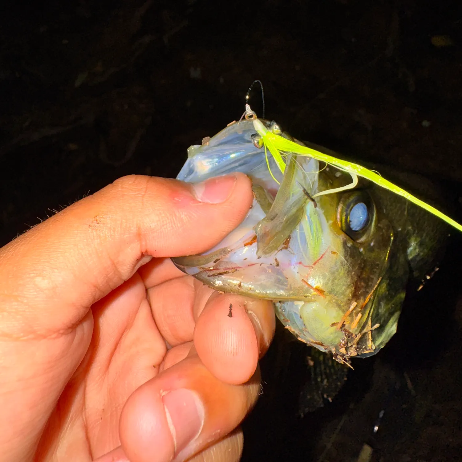 Black crappie caught on Fishbrain