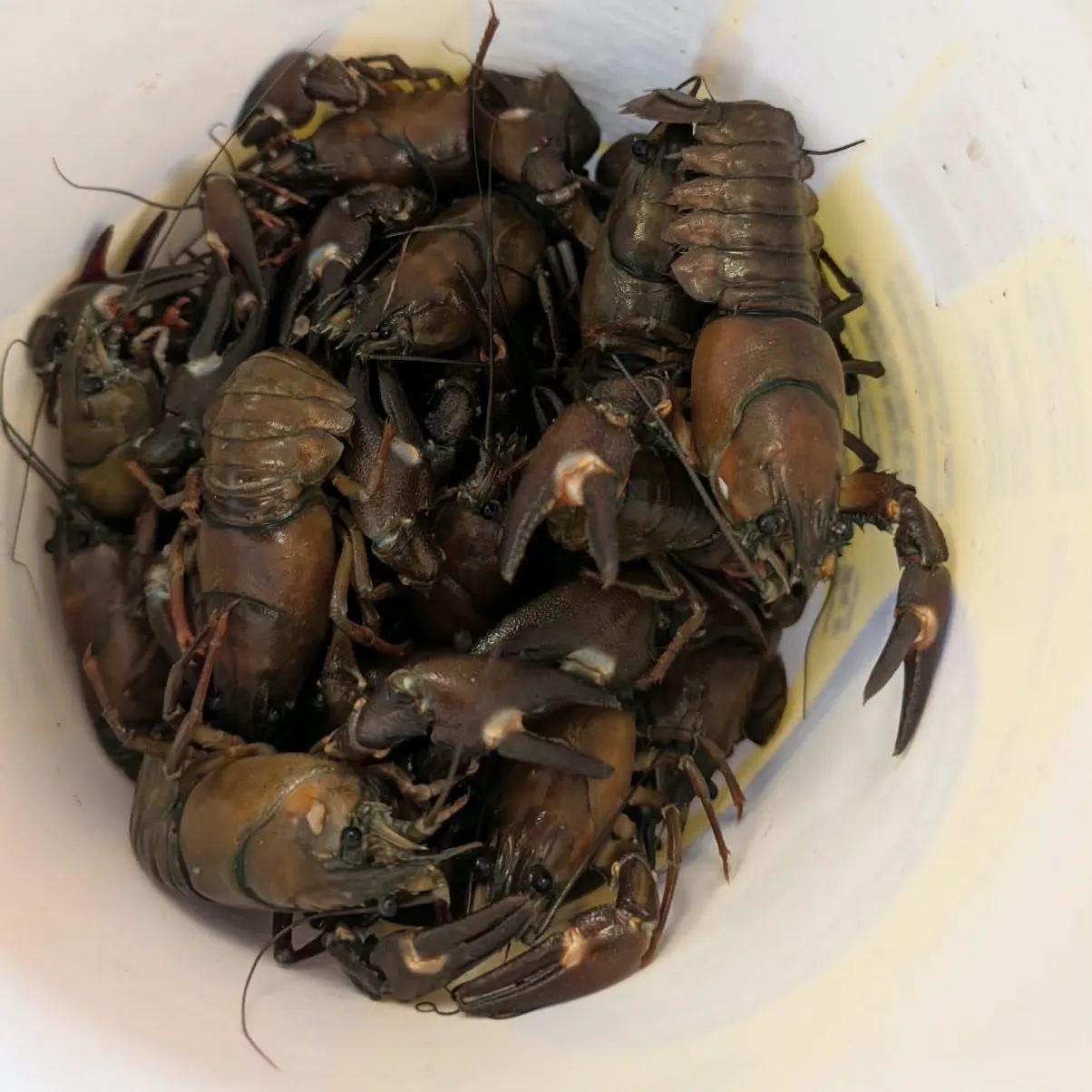 Signal crayfish caught on Fishbrain
