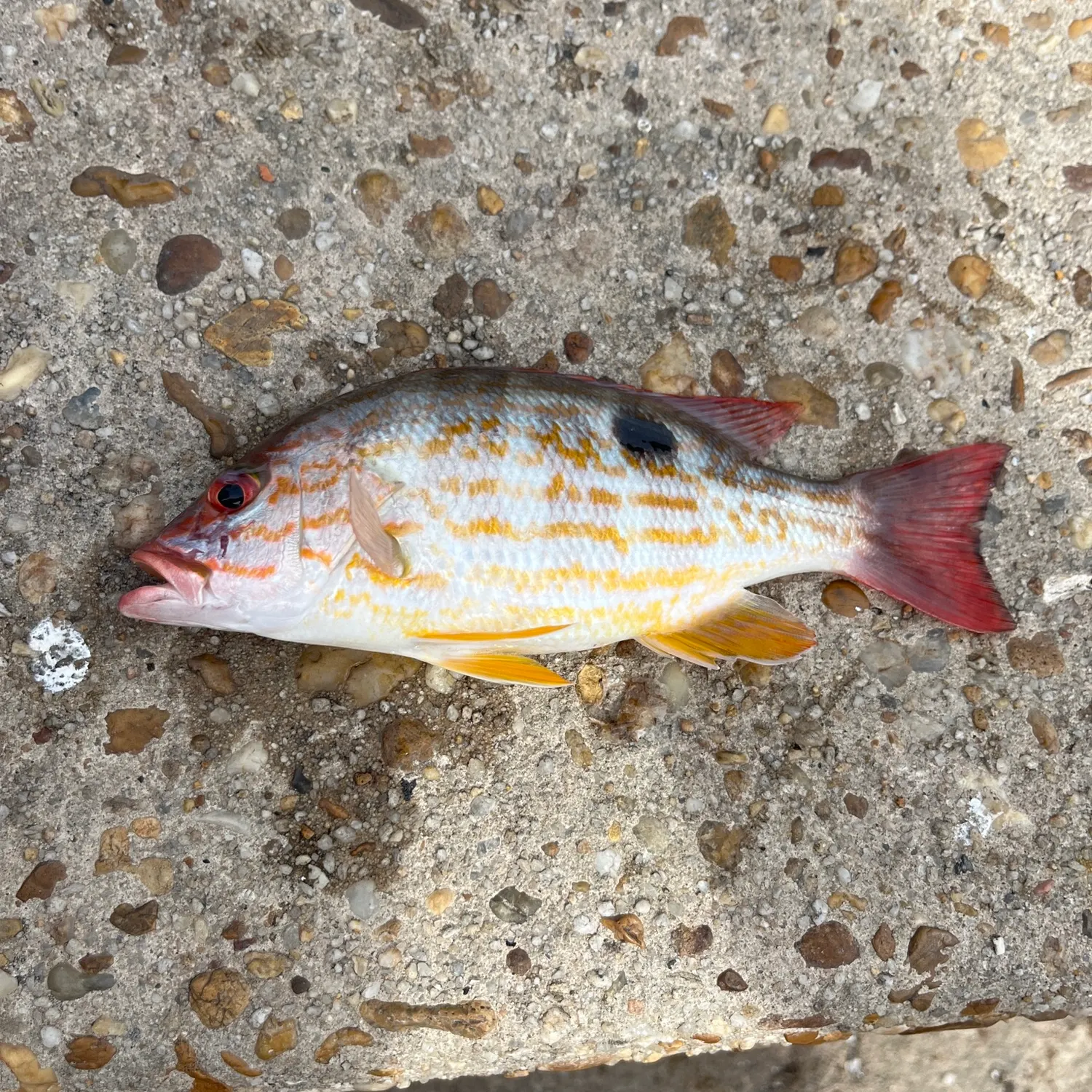 Lane snapper caught on Fishbrain