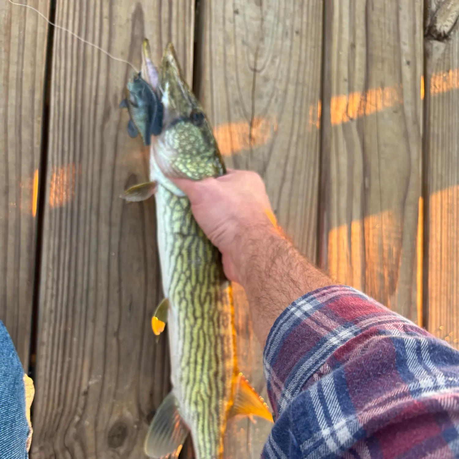 Chain pickerel caught on Fishbrain