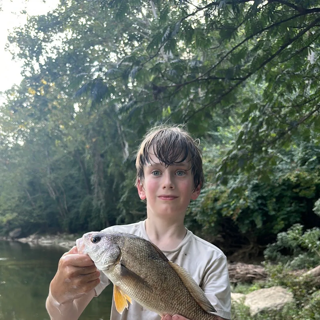 Freshwater drum caught on Fishbrain