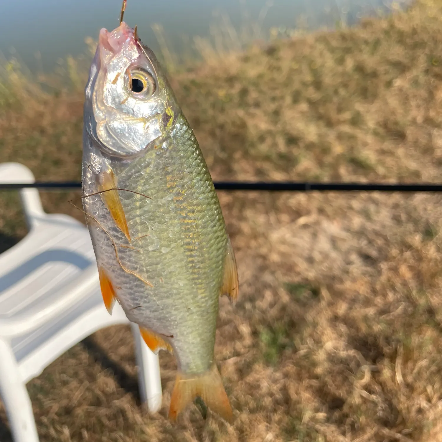 Fish caught on Fishbrain