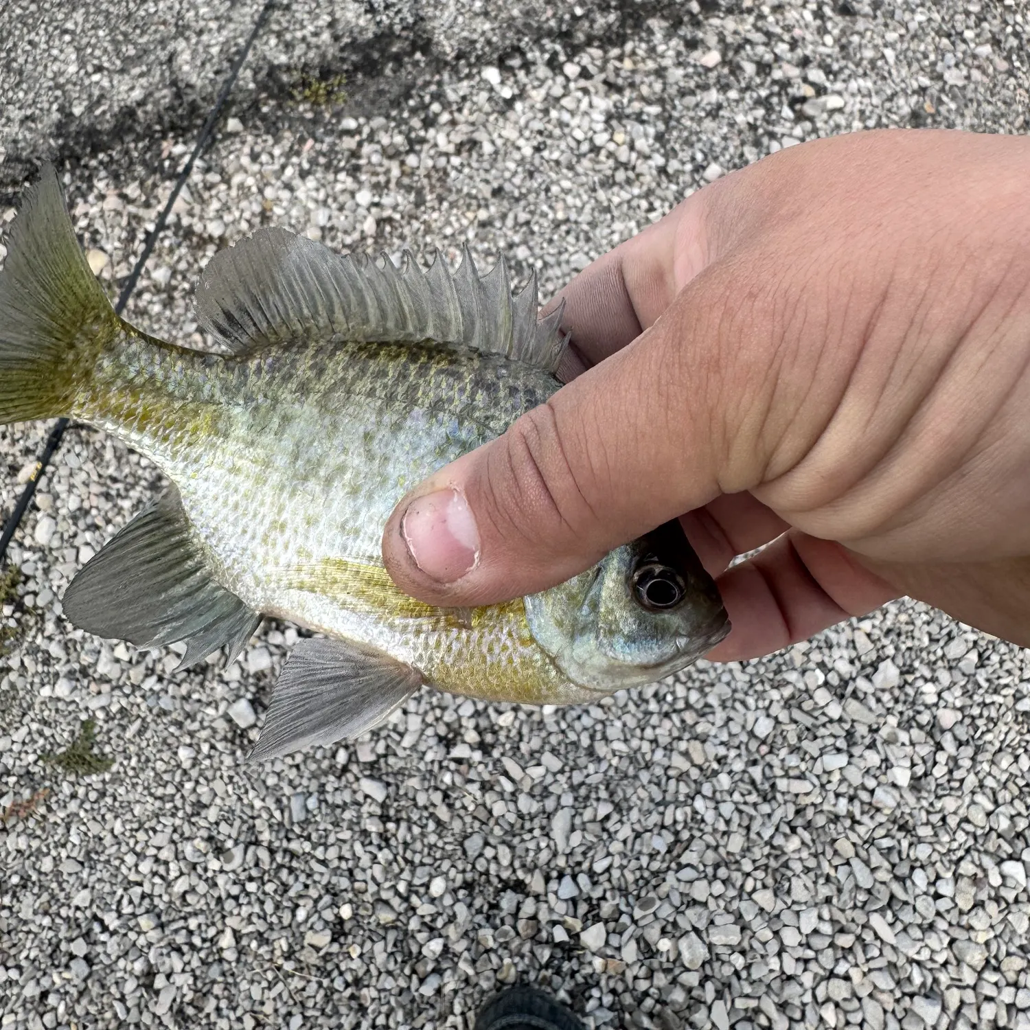 Bluegill caught on Fishbrain