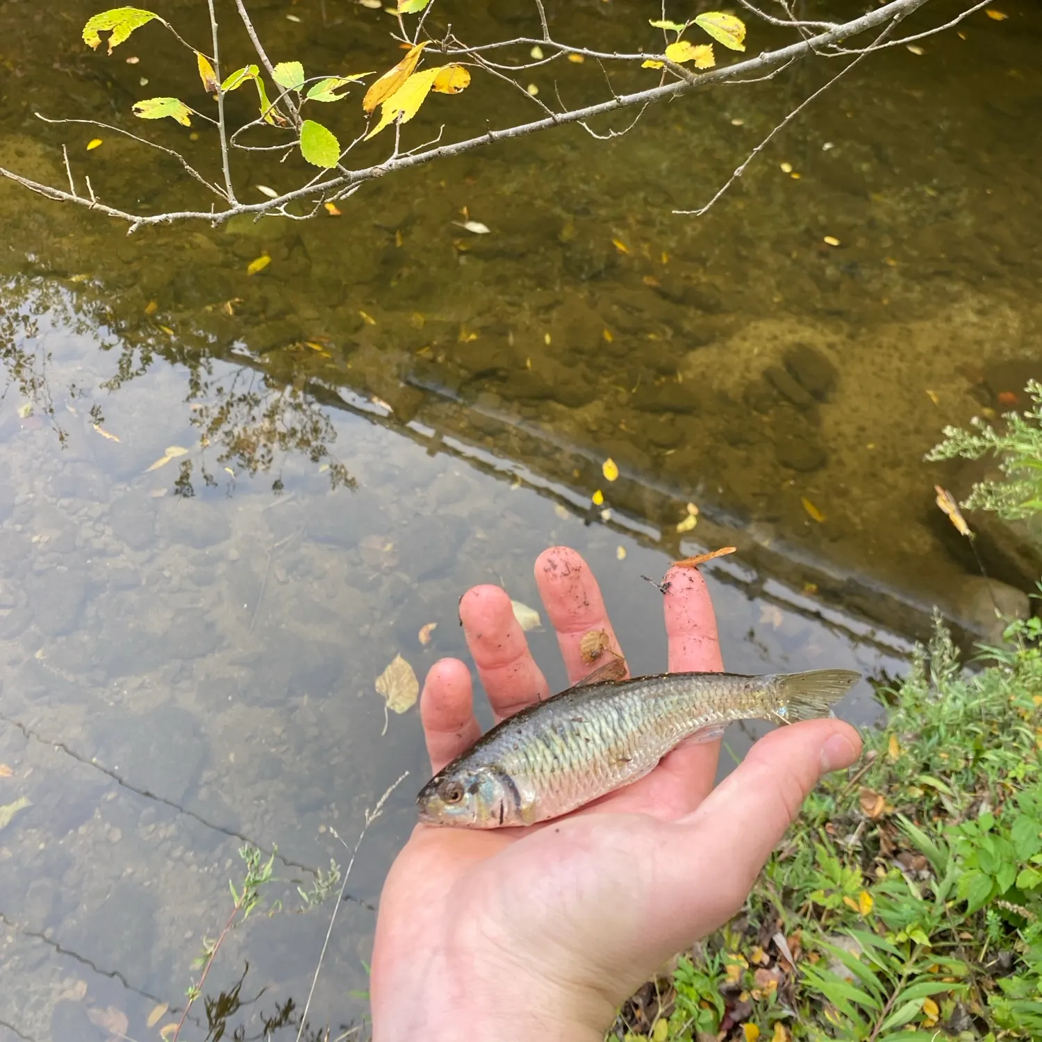 Striped shiner caught on Fishbrain