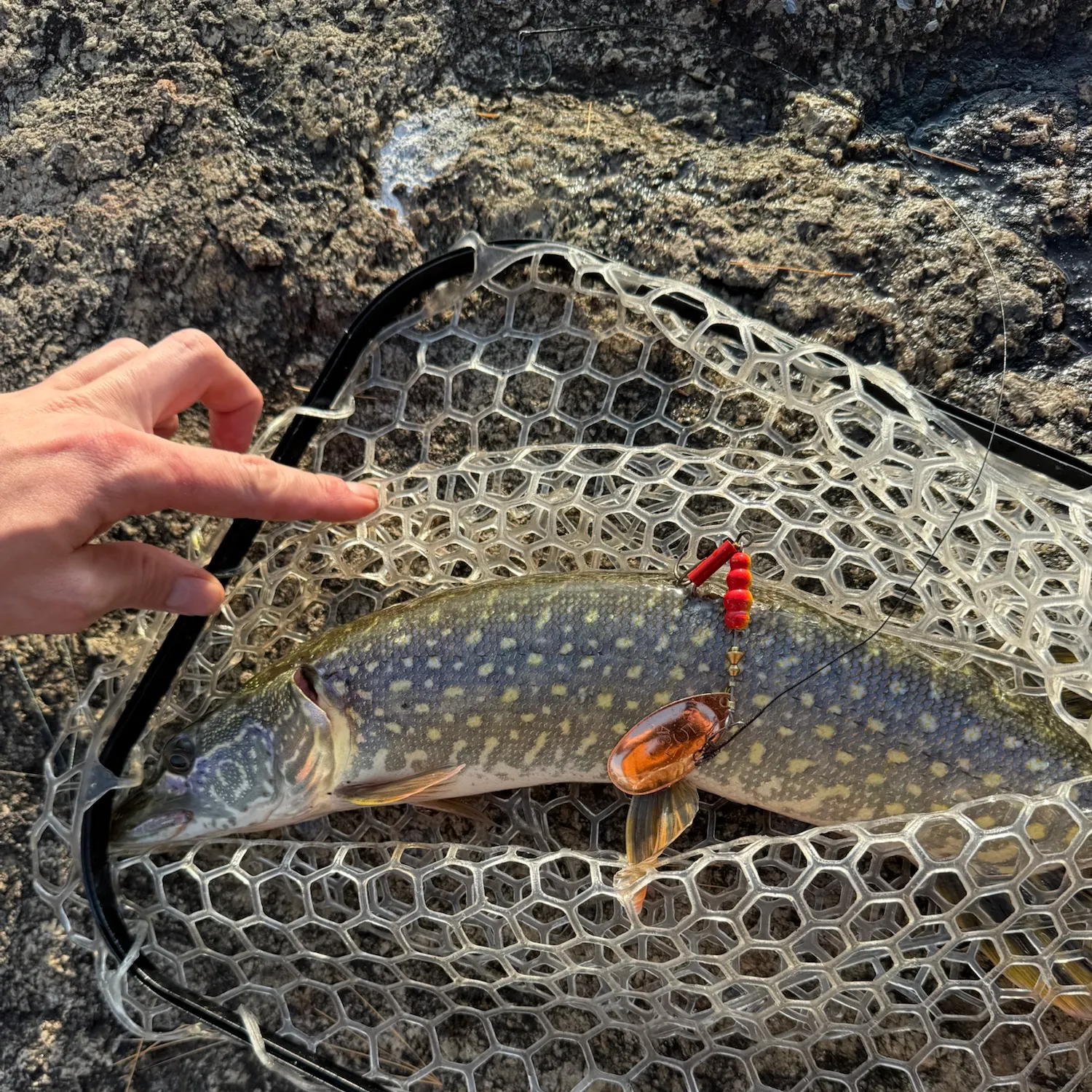 Northern pike caught on Fishbrain