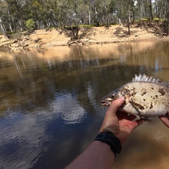 The most recent Bidyan perch catches on Fishbrain