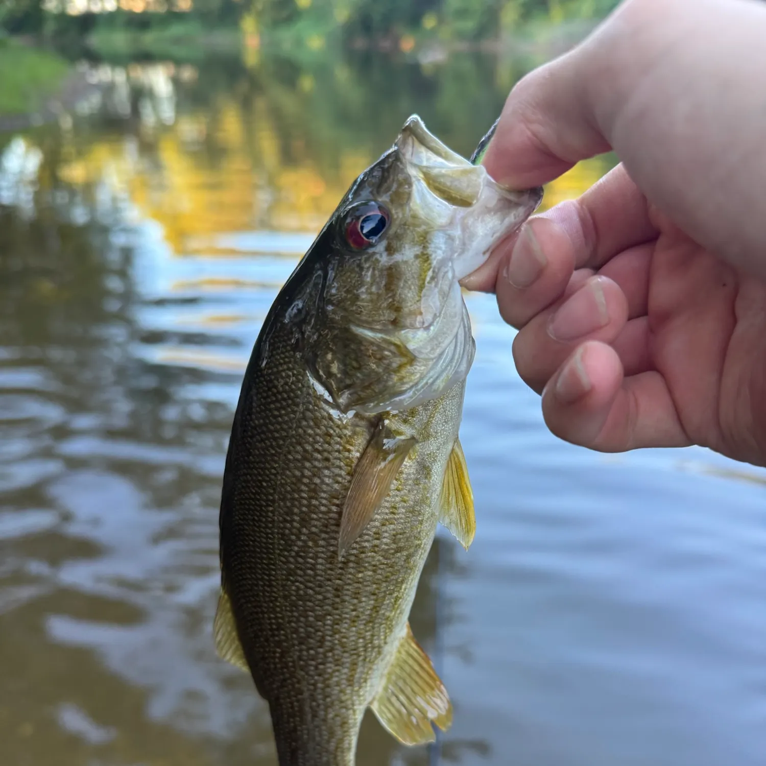 Smallmouth bass caught on Fishbrain