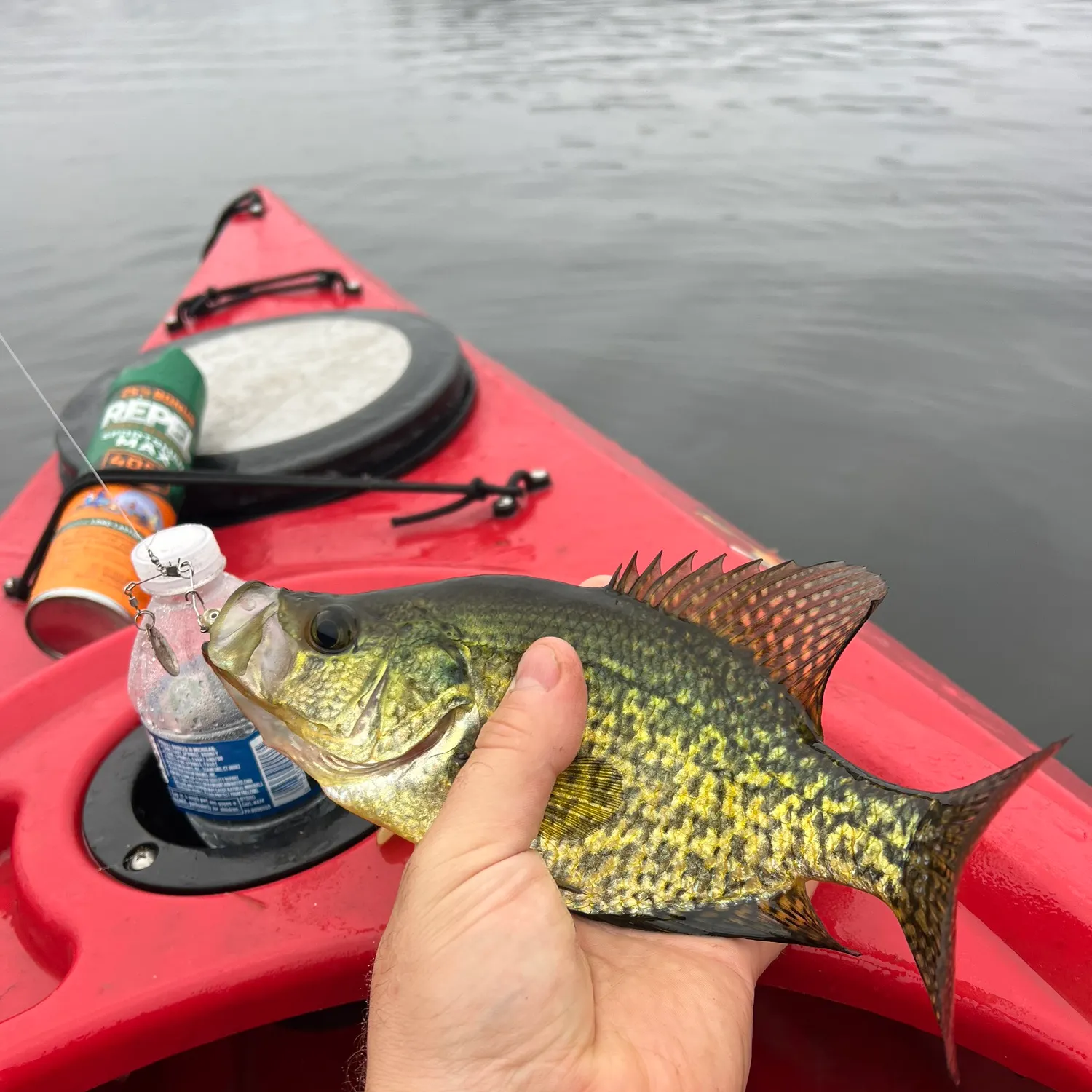 Black crappie caught on Fishbrain