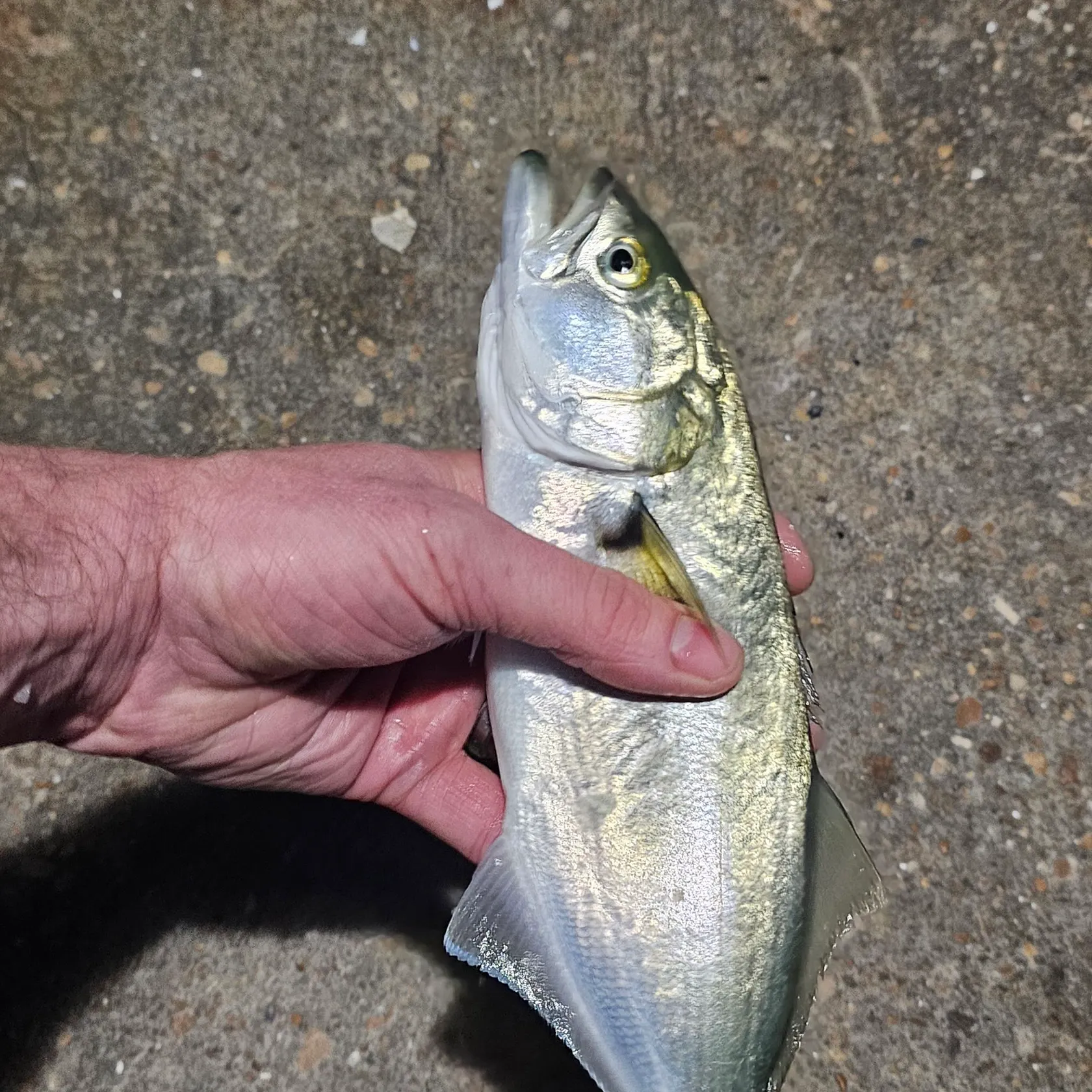 Bluefish caught on Fishbrain