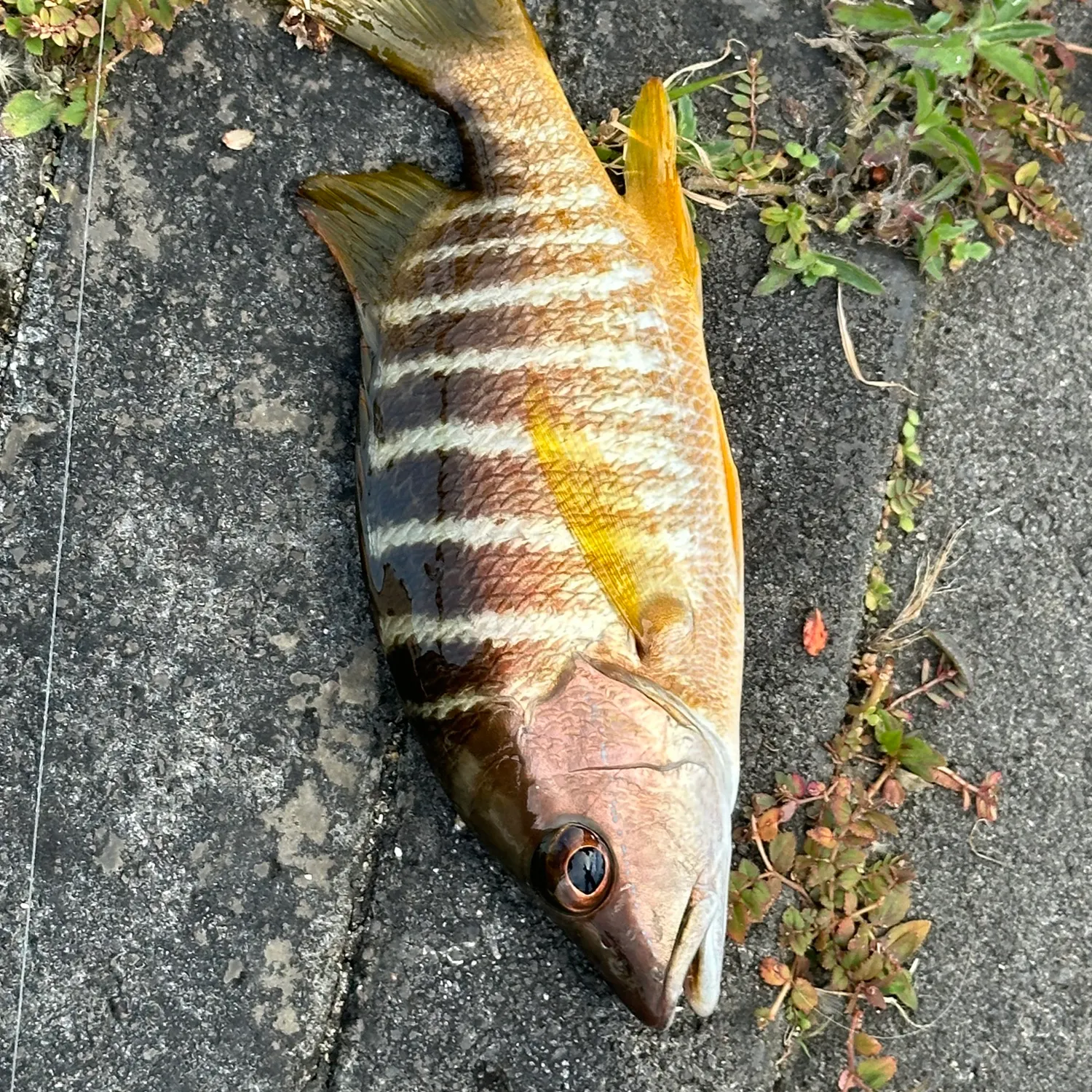 The most recent Schoolmaster snapper catches on Fishbrain