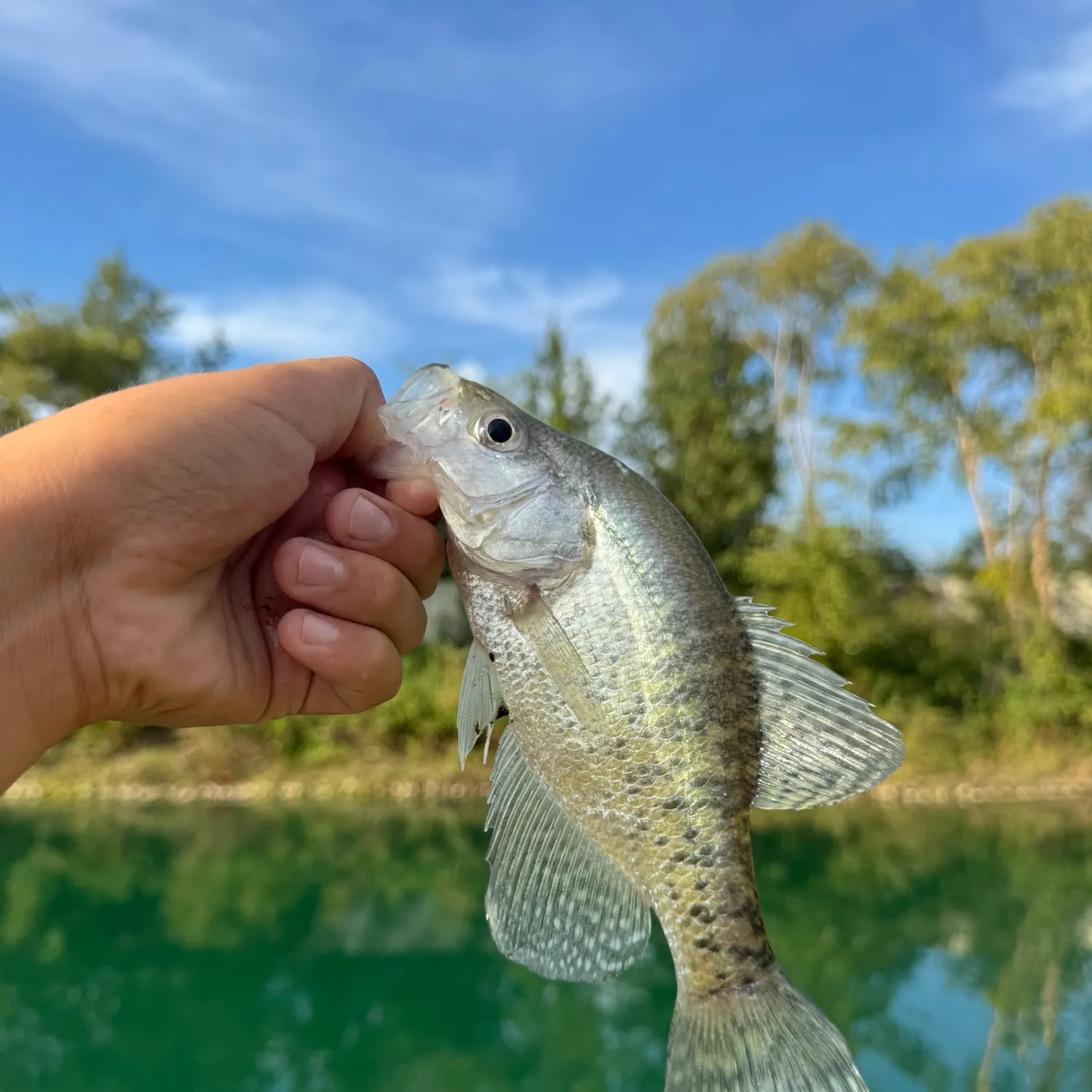 White crappie caught on Fishbrain
