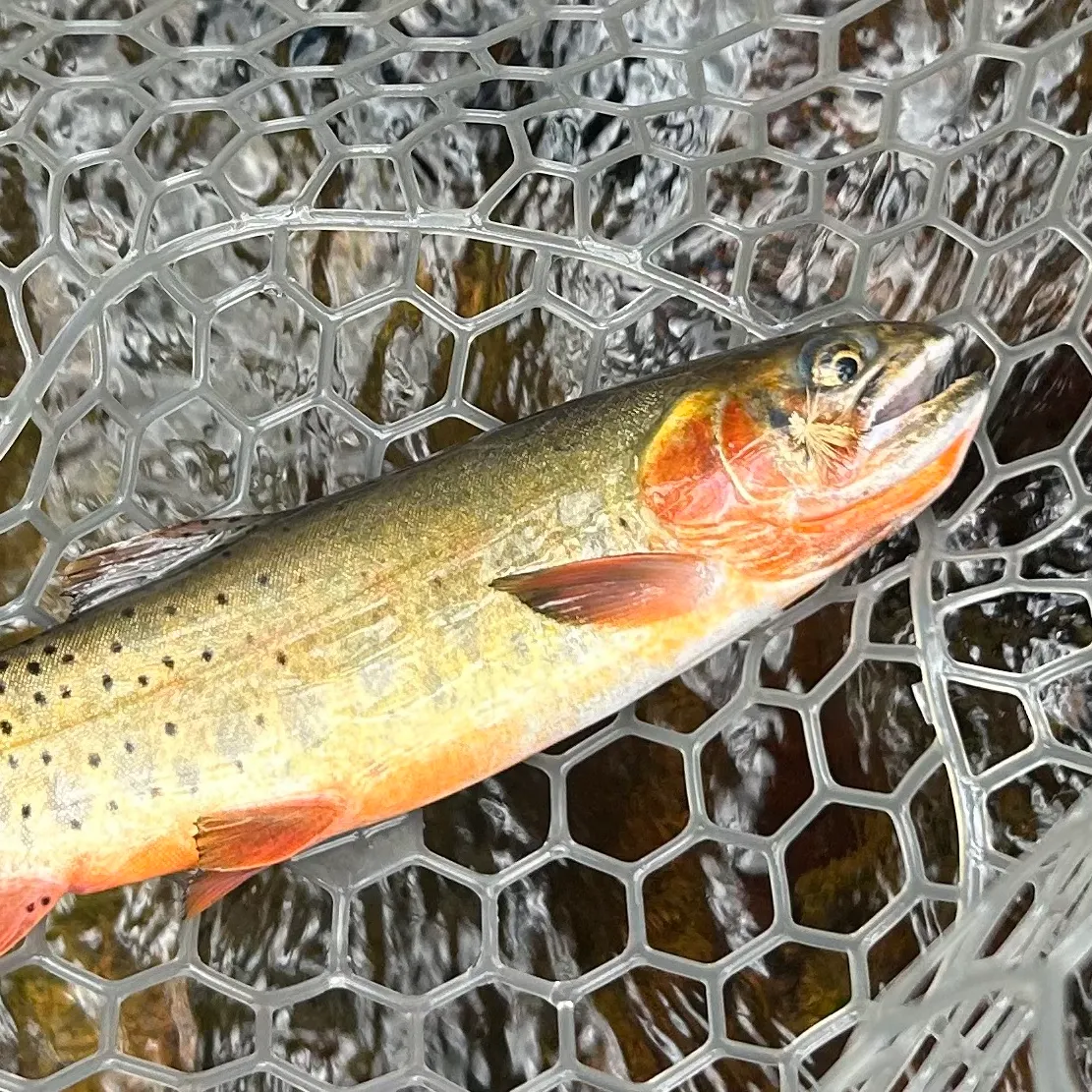 The most recent Greenback cutthroat trout catches on Fishbrain