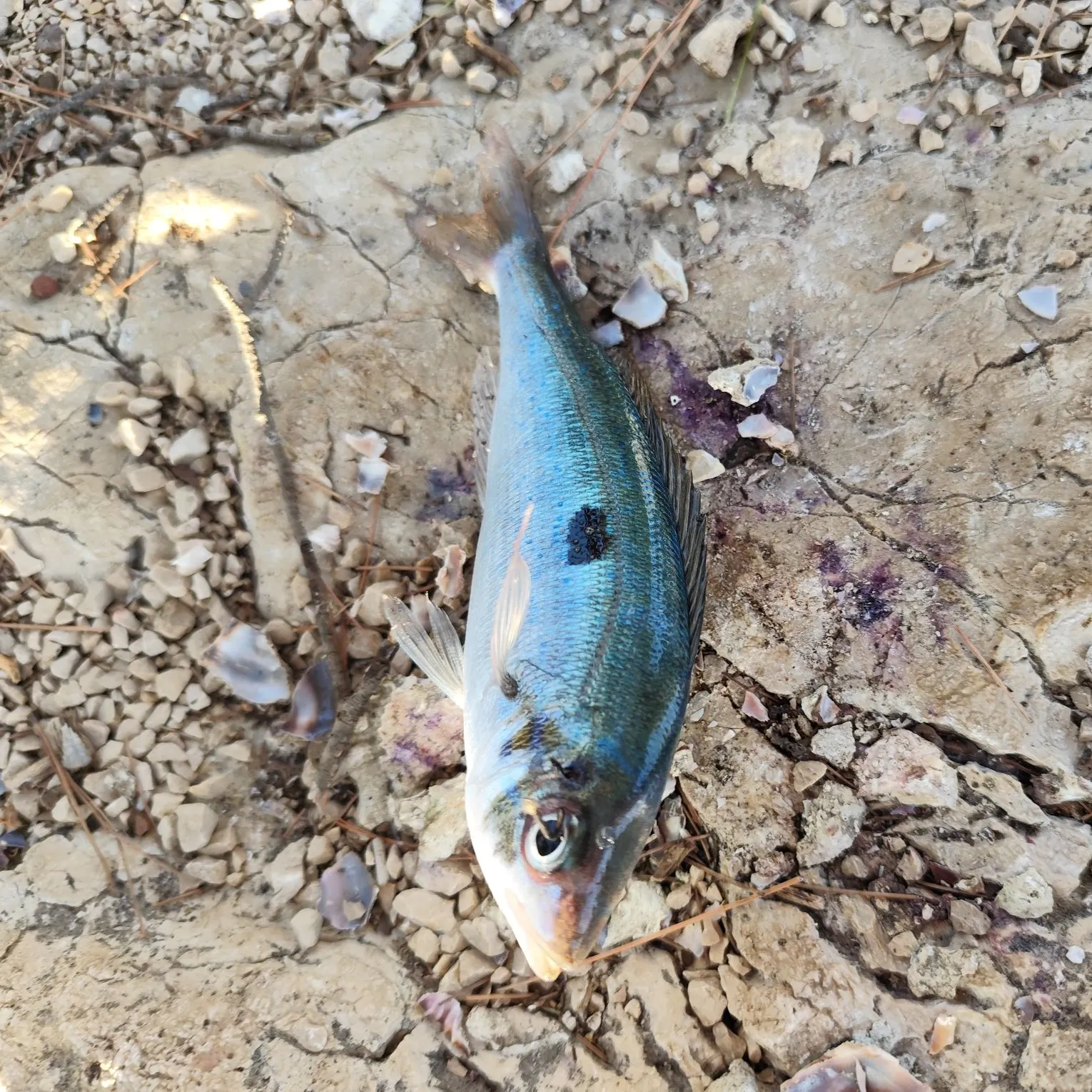 The most recent Blotched picarel catches on Fishbrain