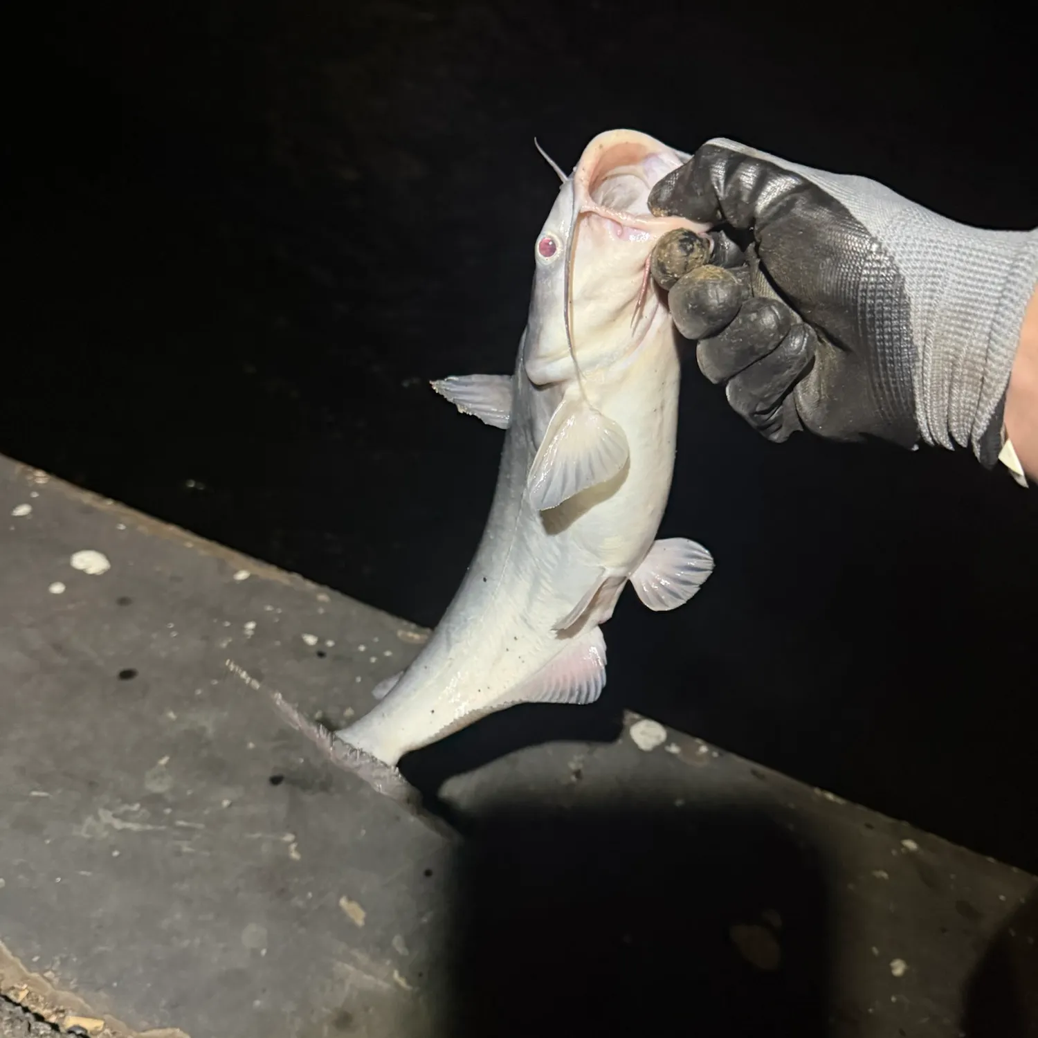 Blue catfish caught on Fishbrain