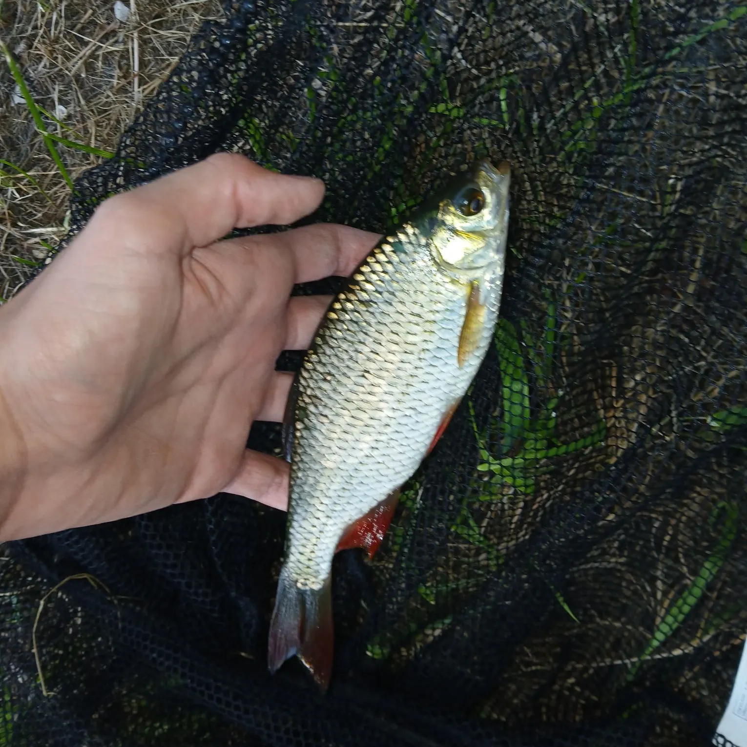 European chub caught on Fishbrain