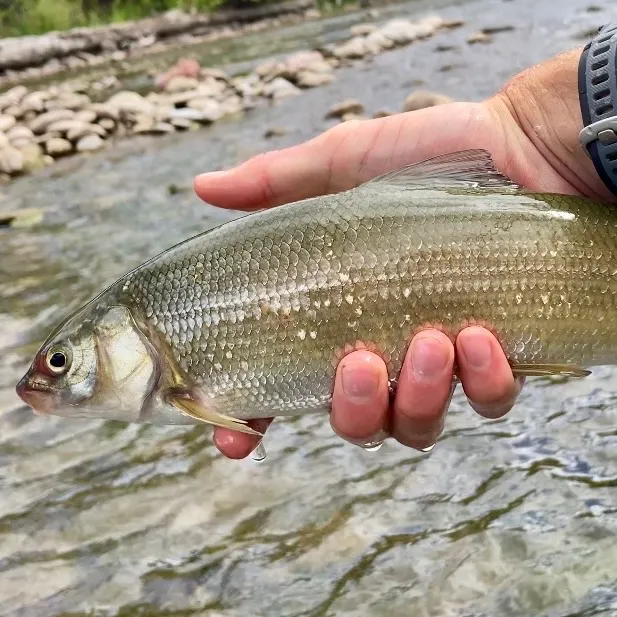 Mountain whitefish caught on Fishbrain