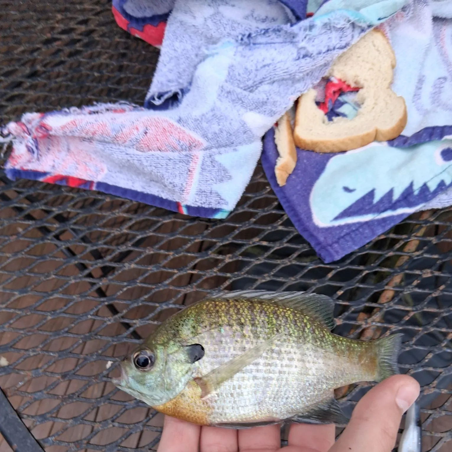 catch
