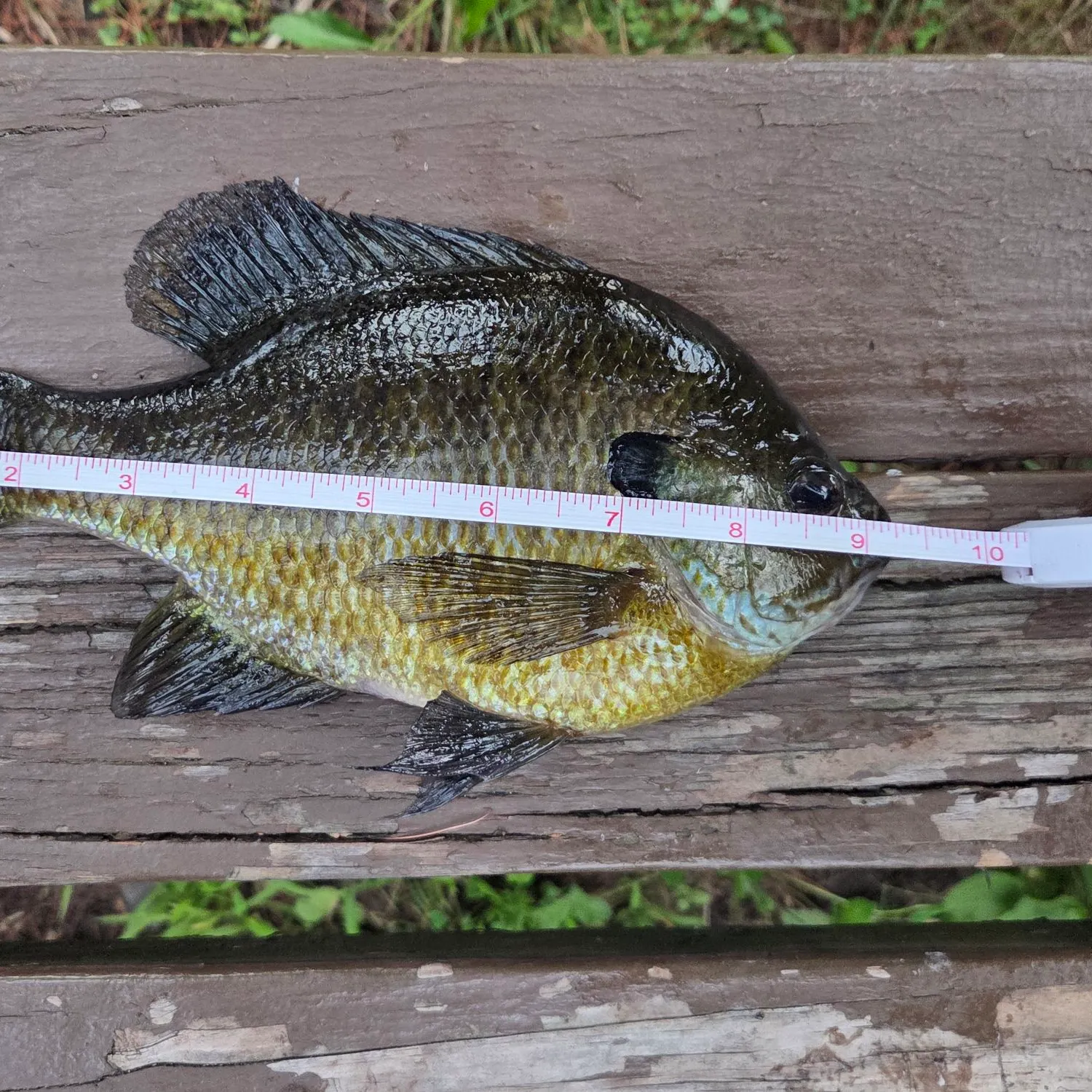 recently logged catches