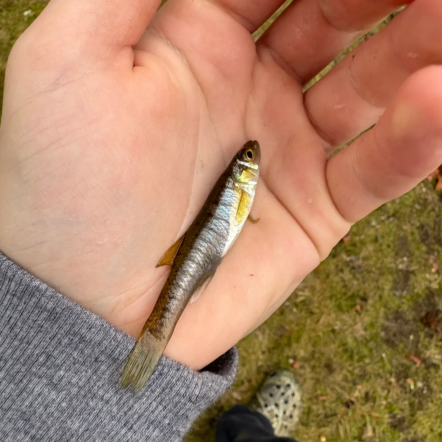 The most recent Banded killifish catches on Fishbrain