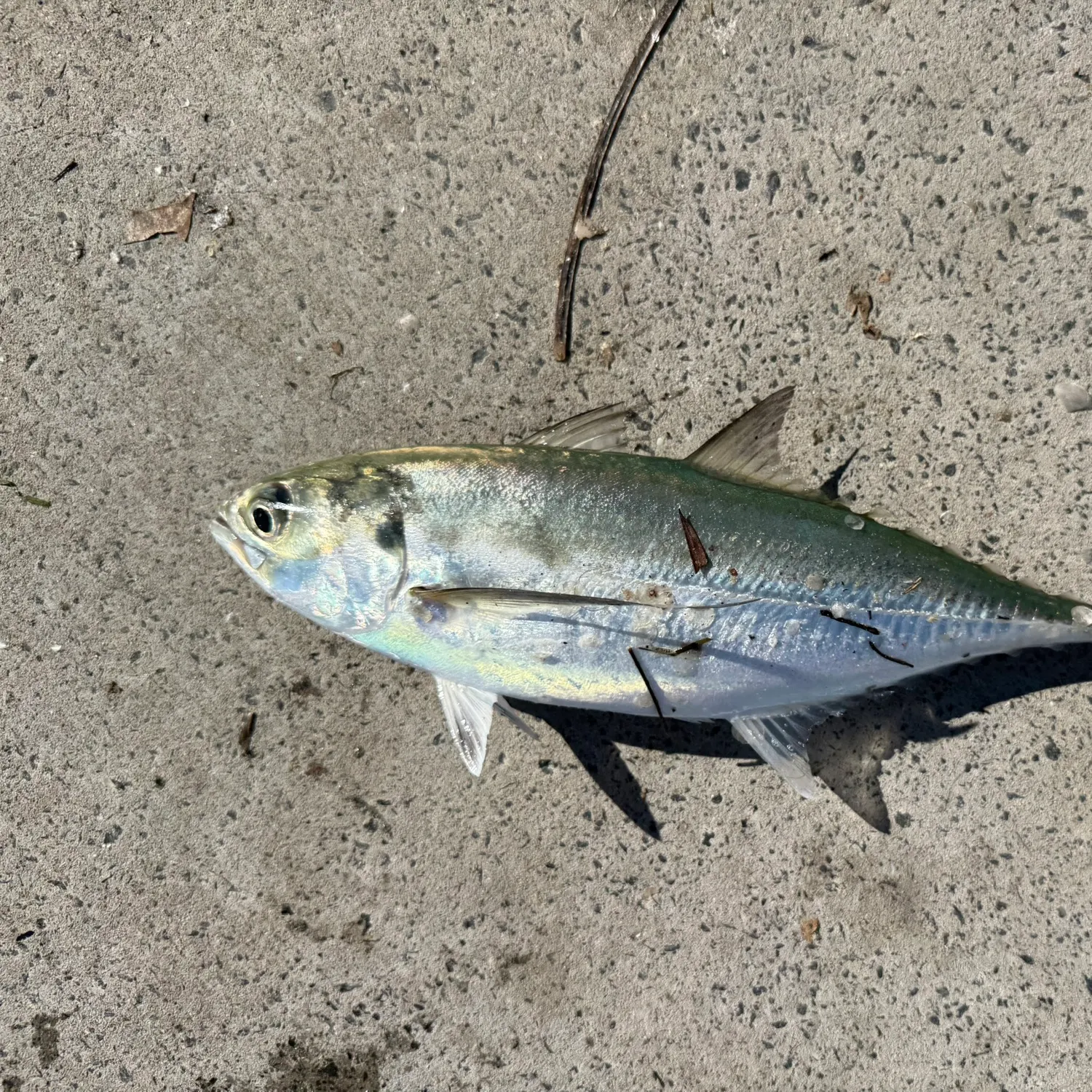 The most recent Torpedo scad catches on Fishbrain