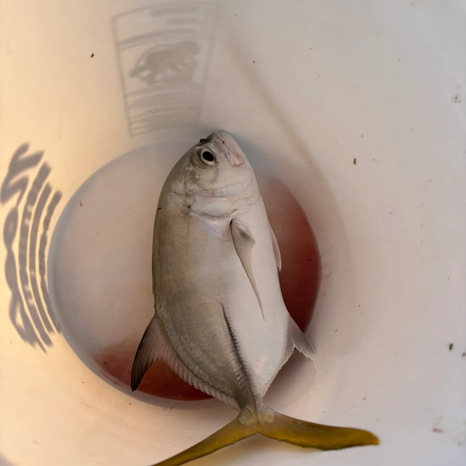 The most recent Horse-eye jack catches on Fishbrain
