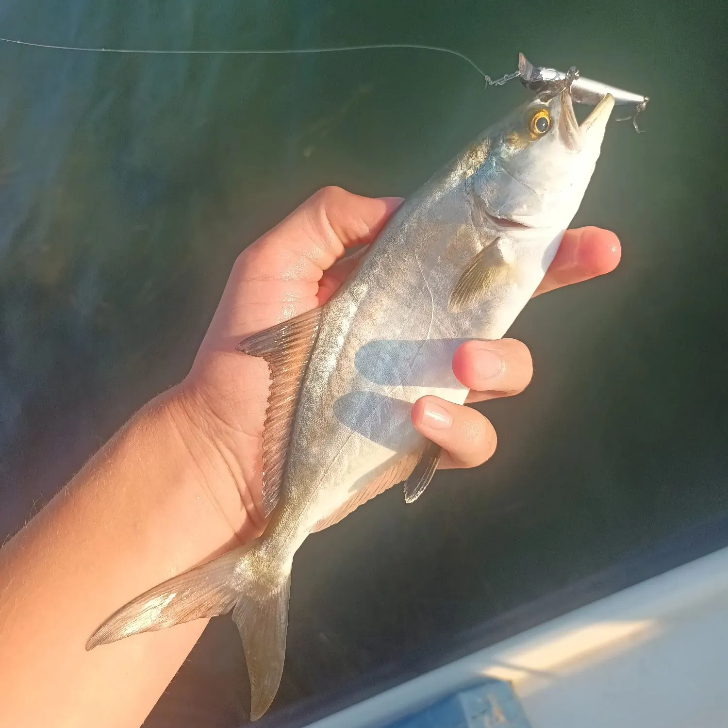 The most recent Leerfish catches on Fishbrain