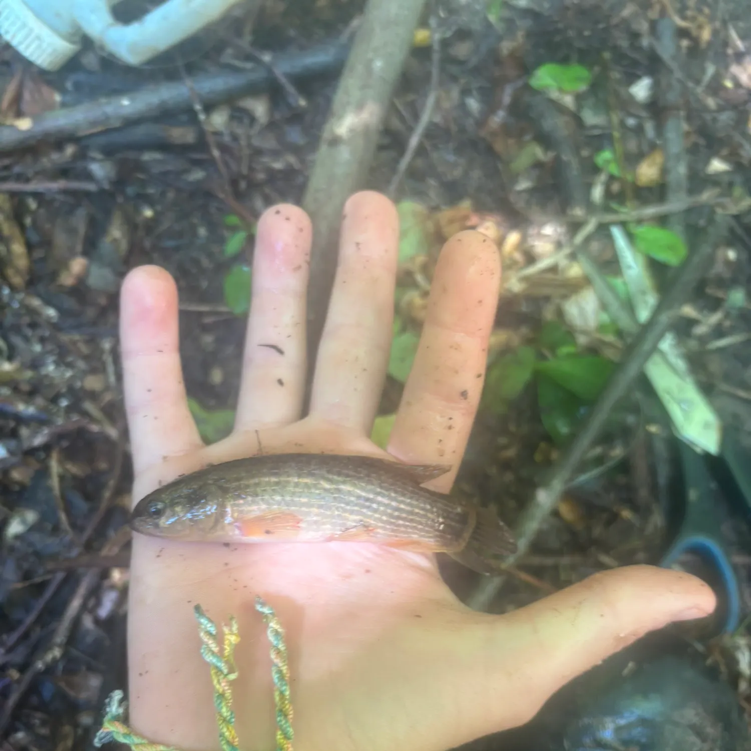 The most recent Eastern mudminnow catches on Fishbrain