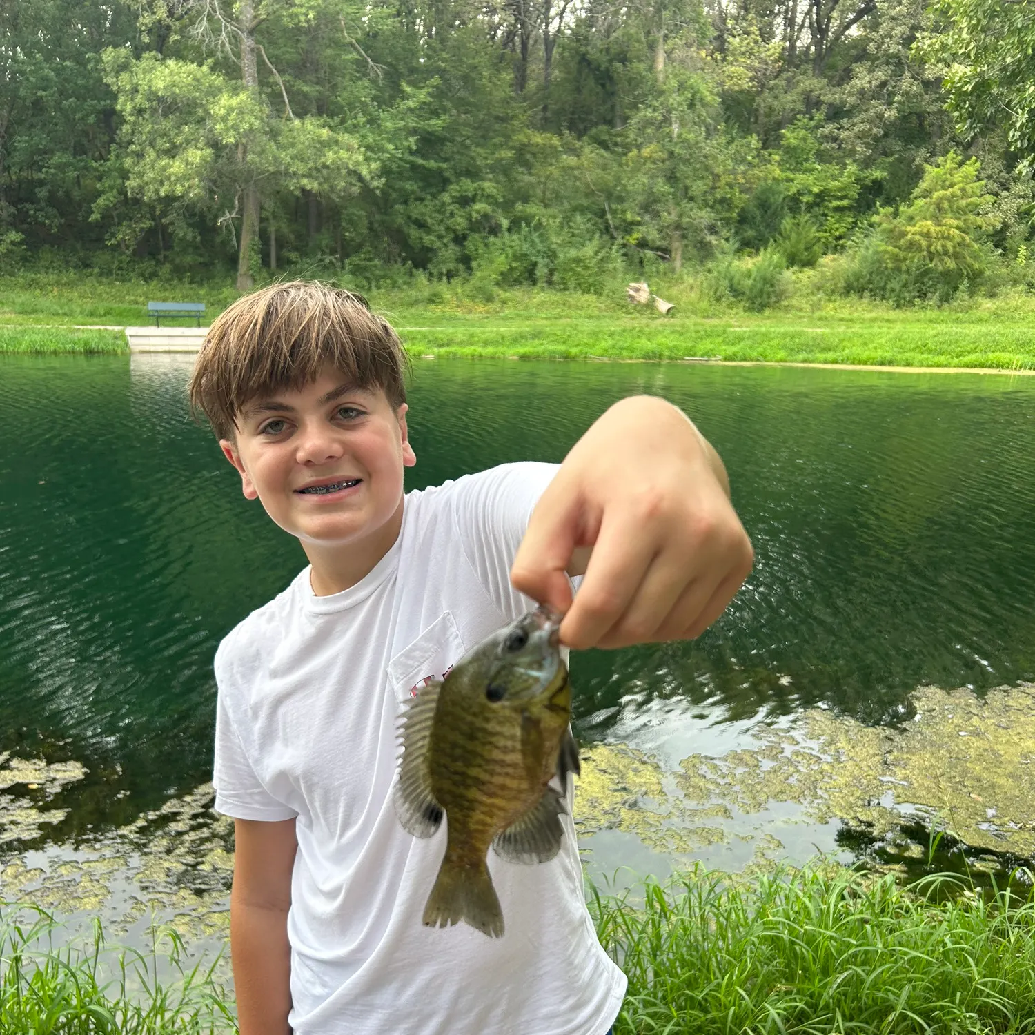 Bluegill caught on Fishbrain