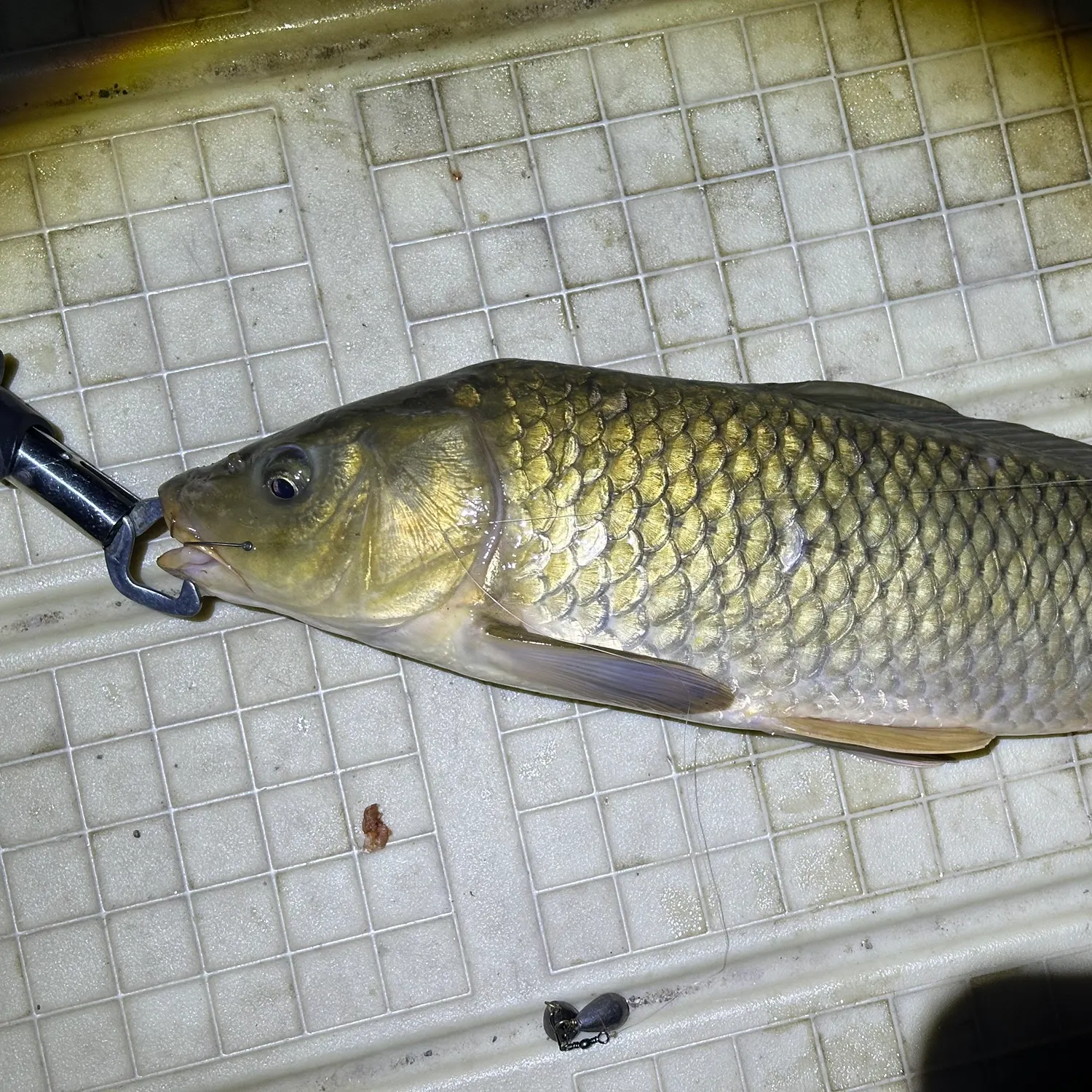 Common carp caught on Fishbrain